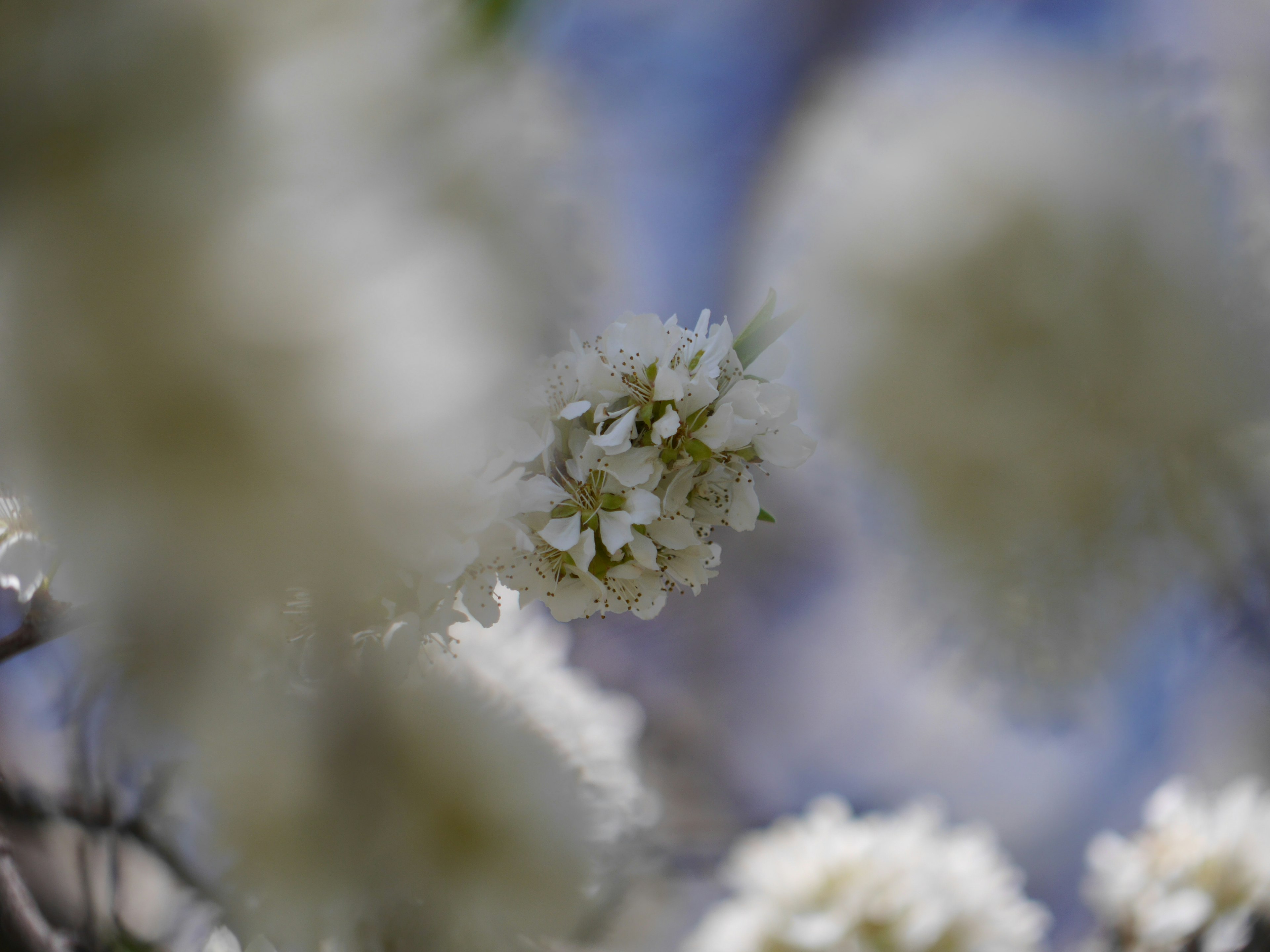 Foto en primer plano de un árbol con flores blancas desenfocadas contra un cielo azul