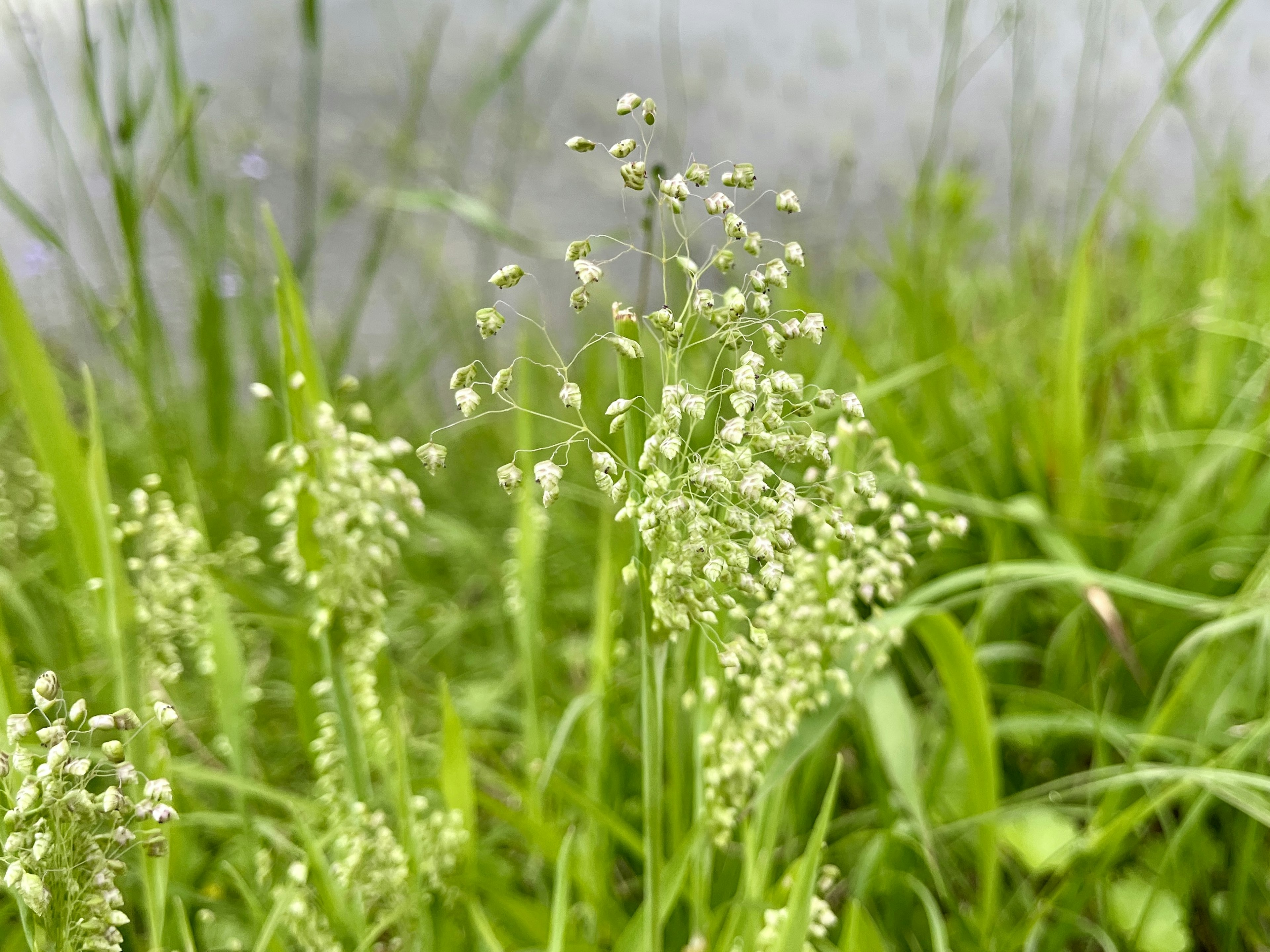 緑の草の中に白い小さな花が咲いている風景