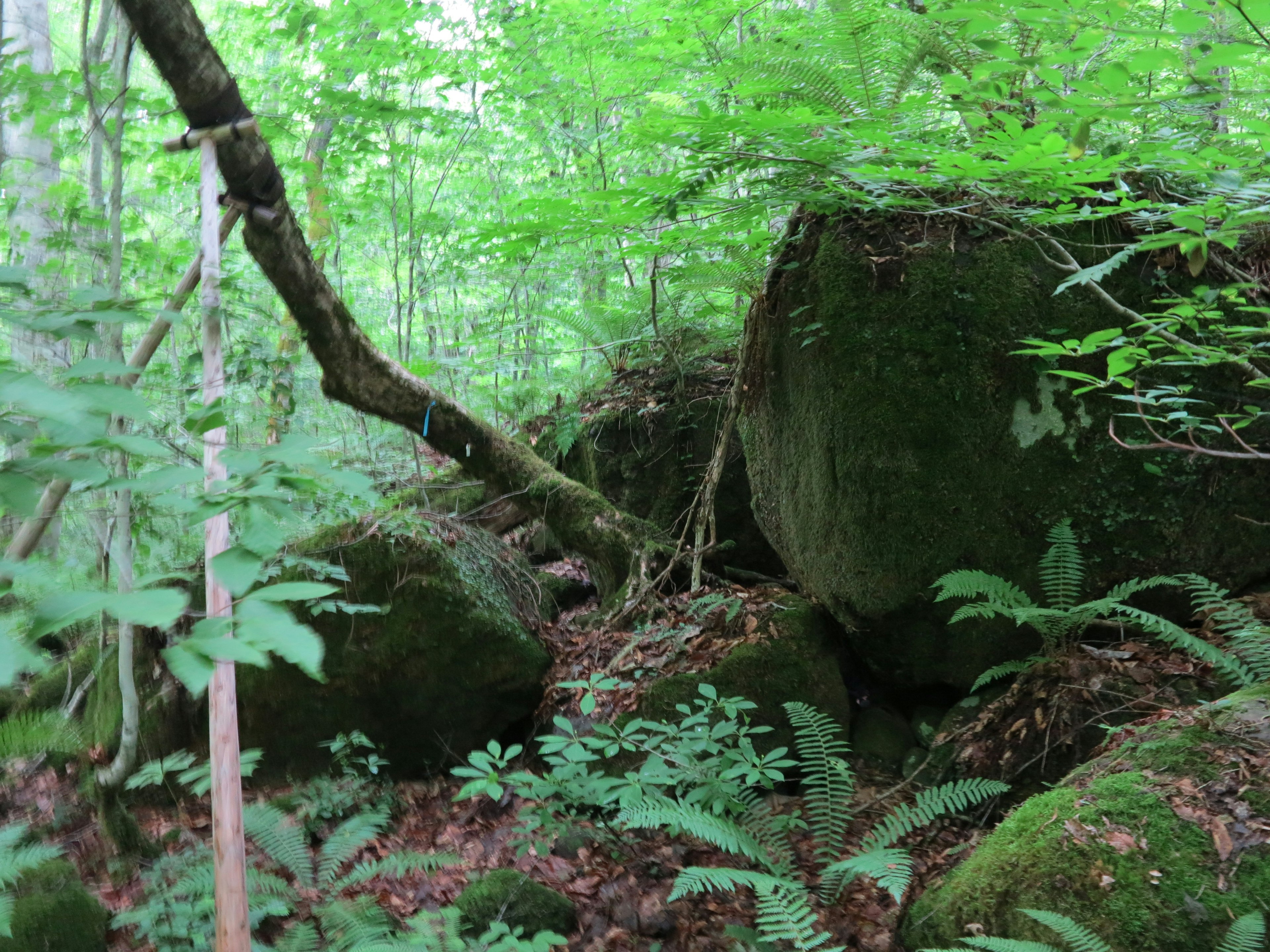 緑豊かな森の中にある大きな岩とシダ植物の風景