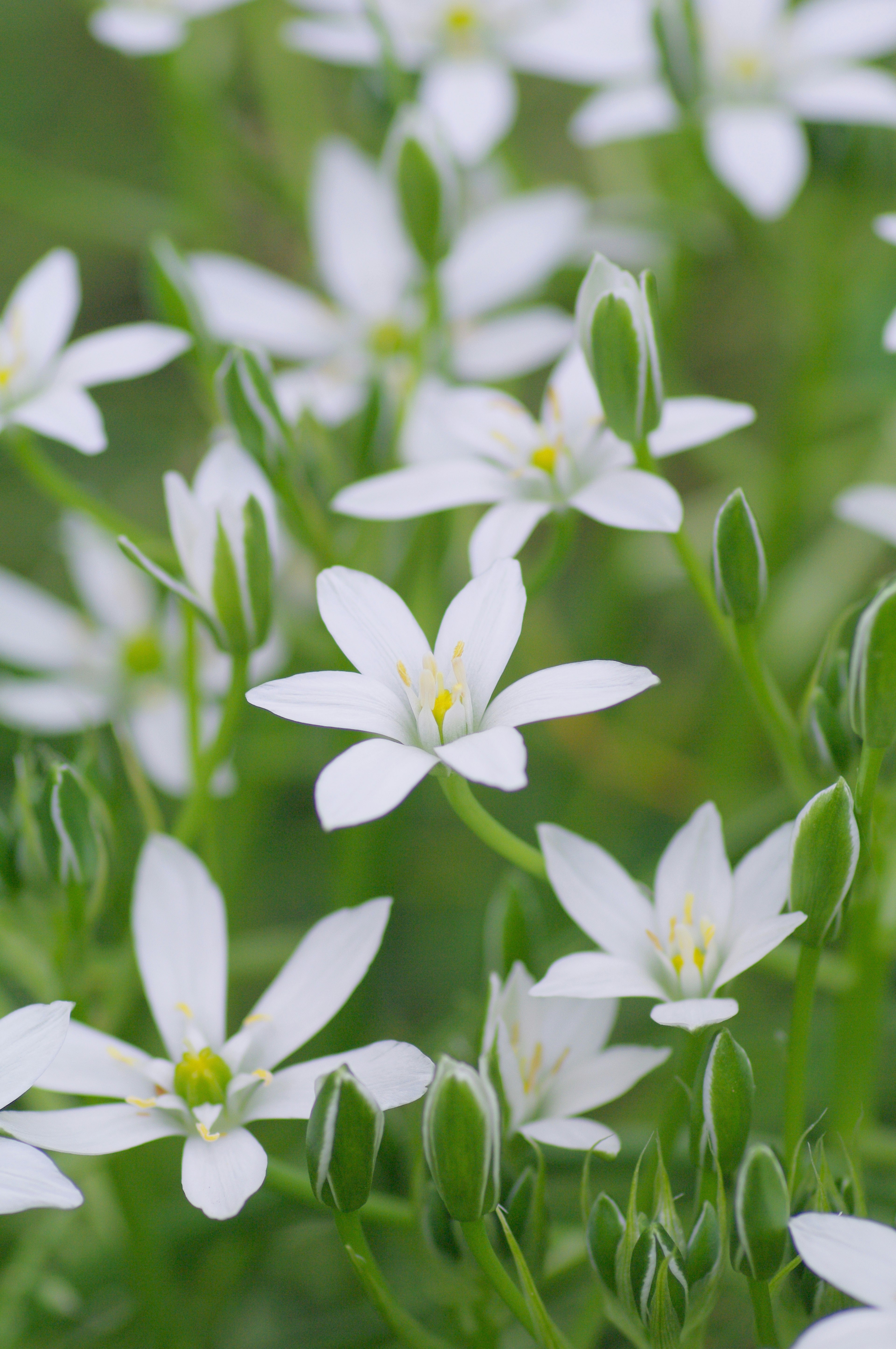 白い小花が咲いている緑の背景の植物