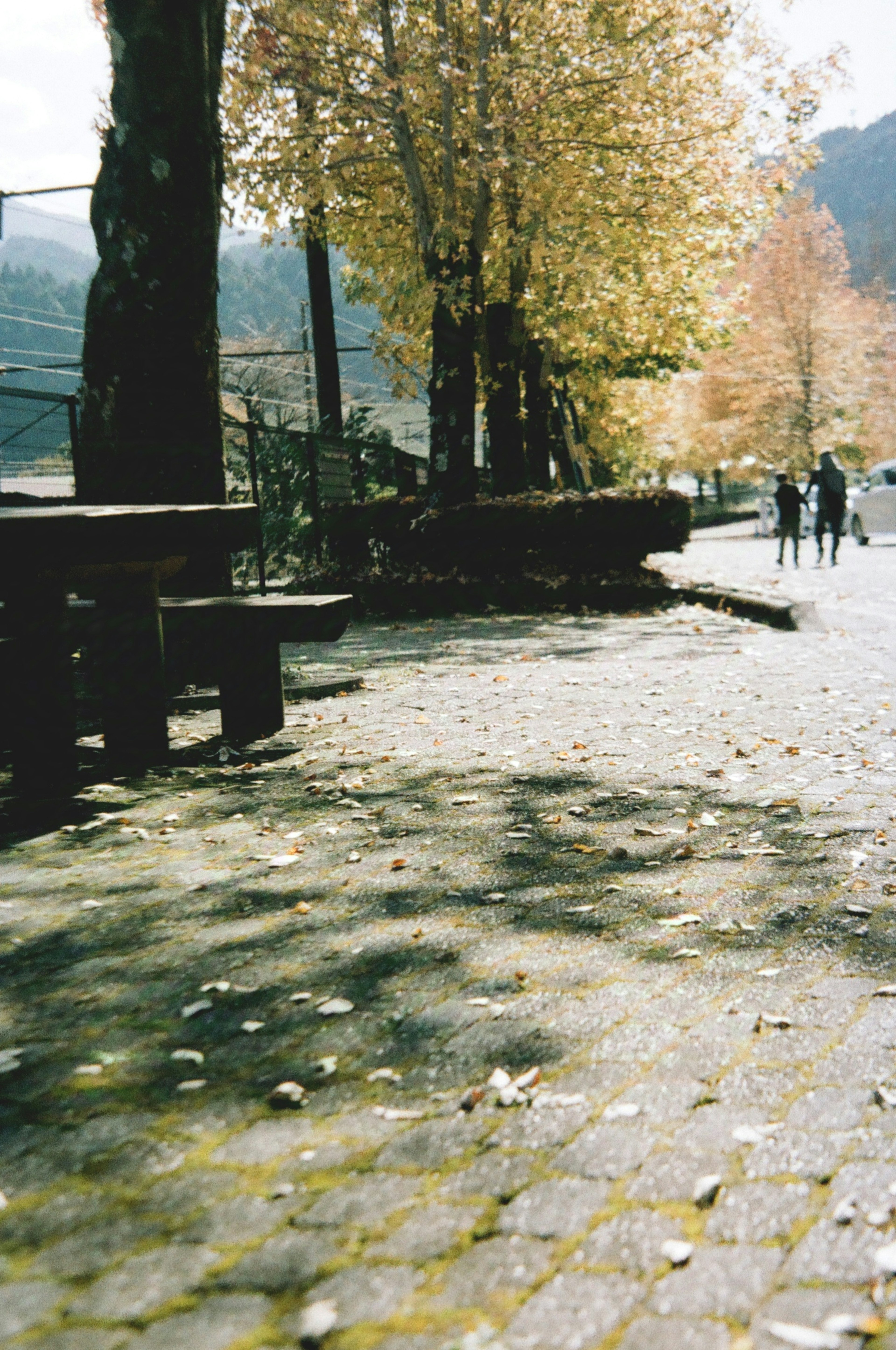 Sentiero del parco autunnale con foglie sparse e alberi lungo il percorso