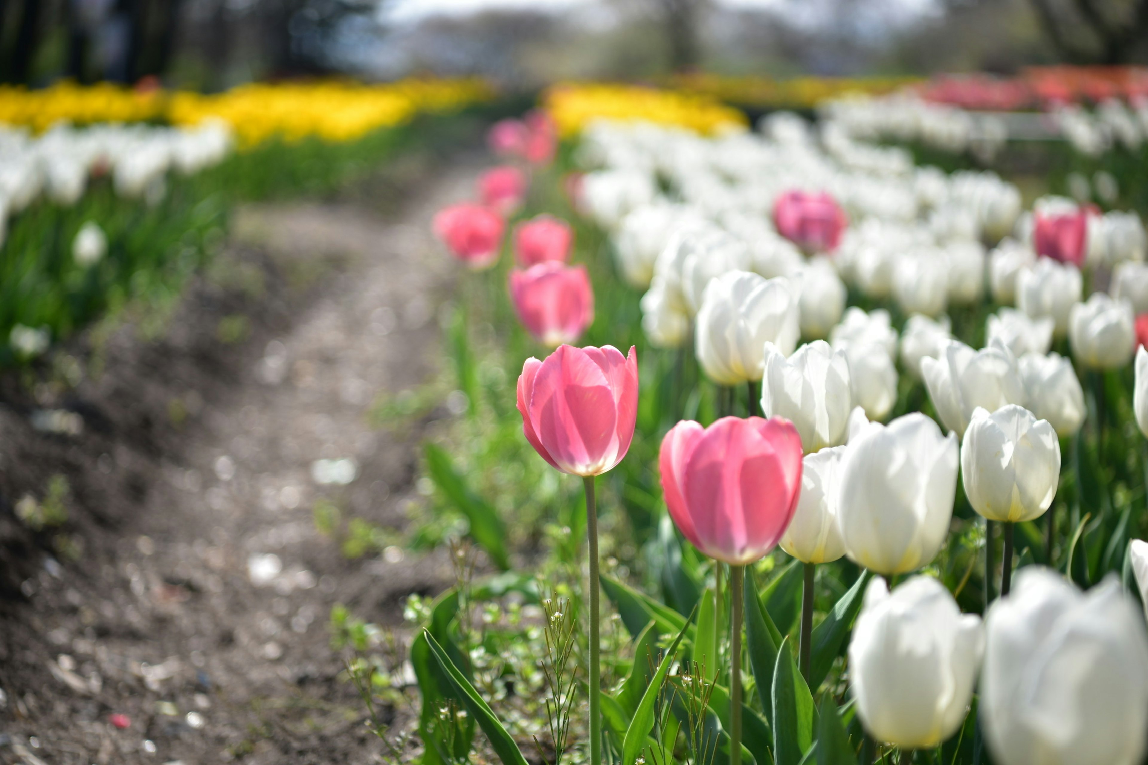 Campo de tulipanes coloridos con tulipanes rosas y blancos a lo largo de un camino