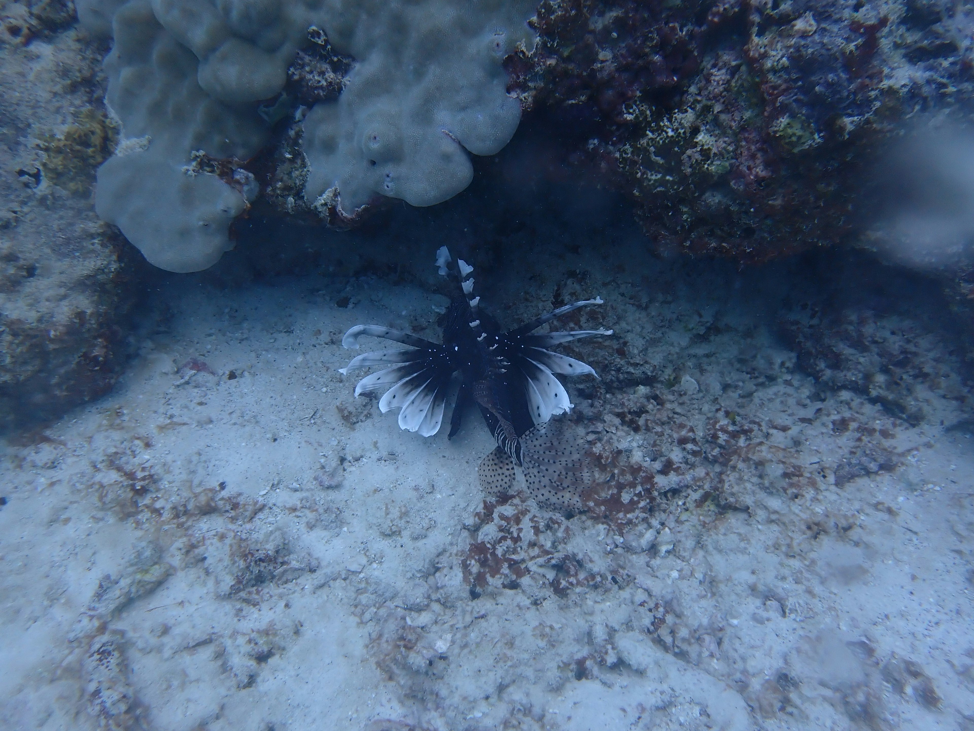 水中の黒と白のヒレを持つ魚がサンゴの下にいる