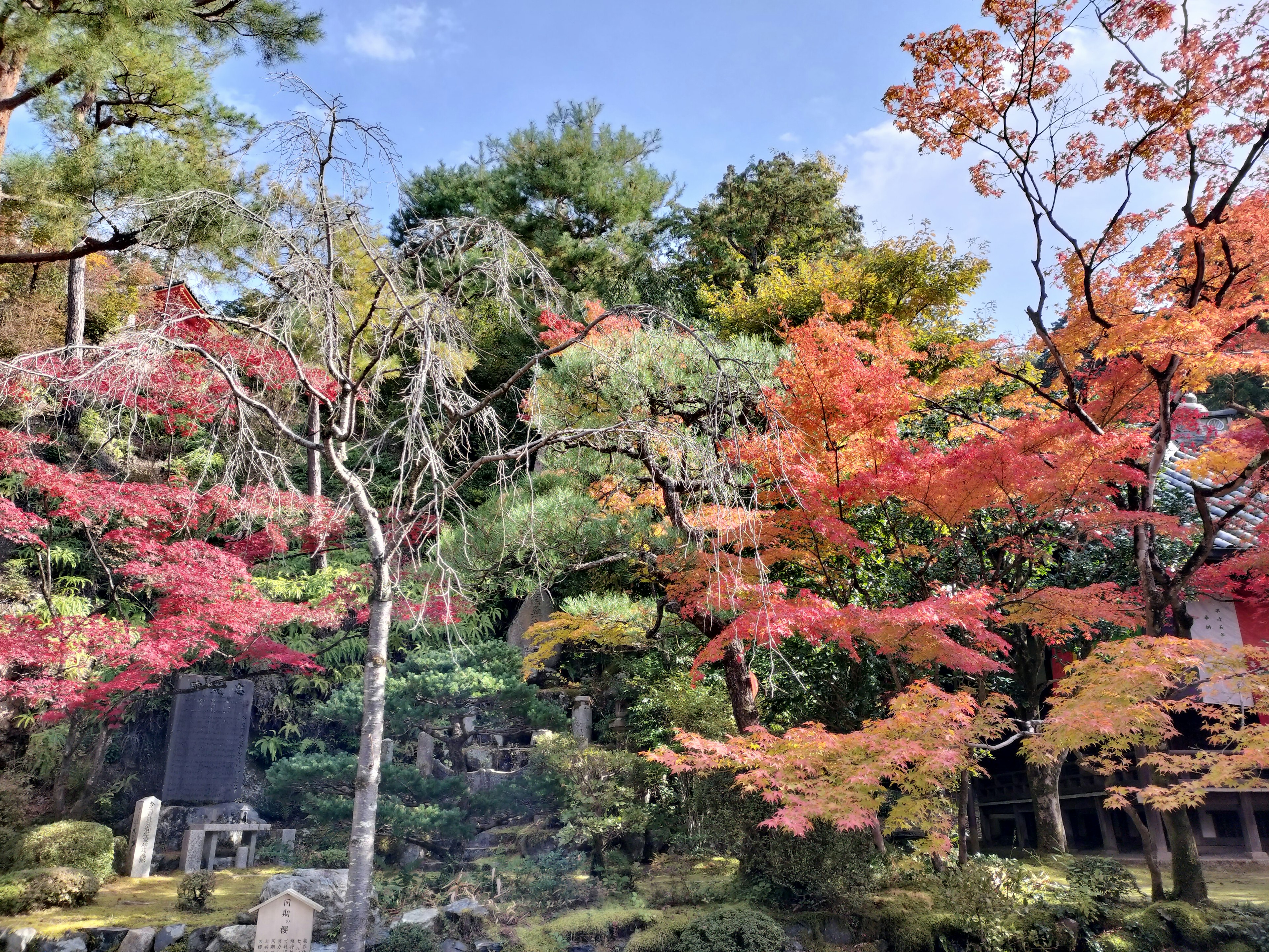 Feuillage d'automne vibrant dans un jardin serein