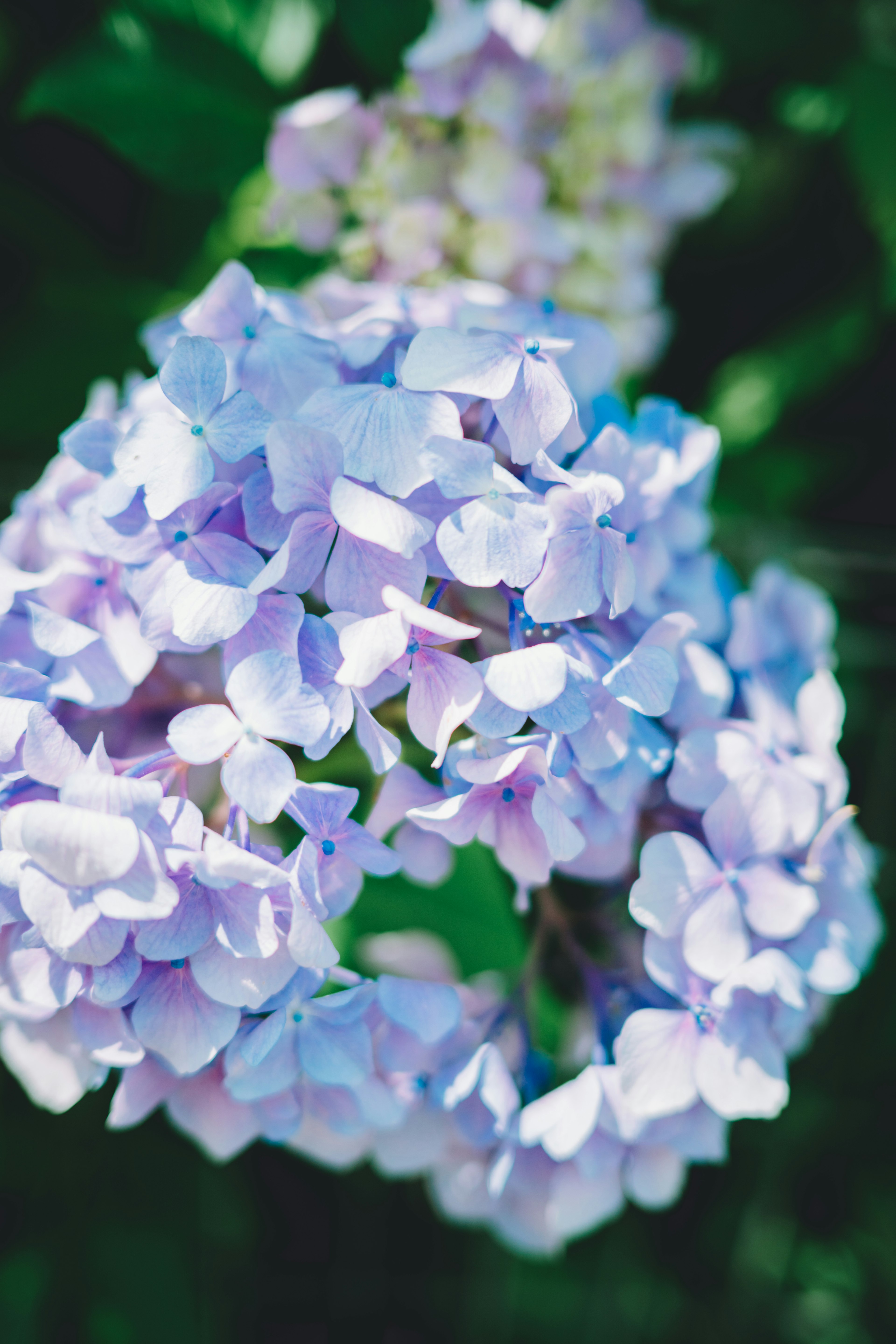 Primer plano de flores de hortensia moradas pálidas rodeadas de hojas verdes