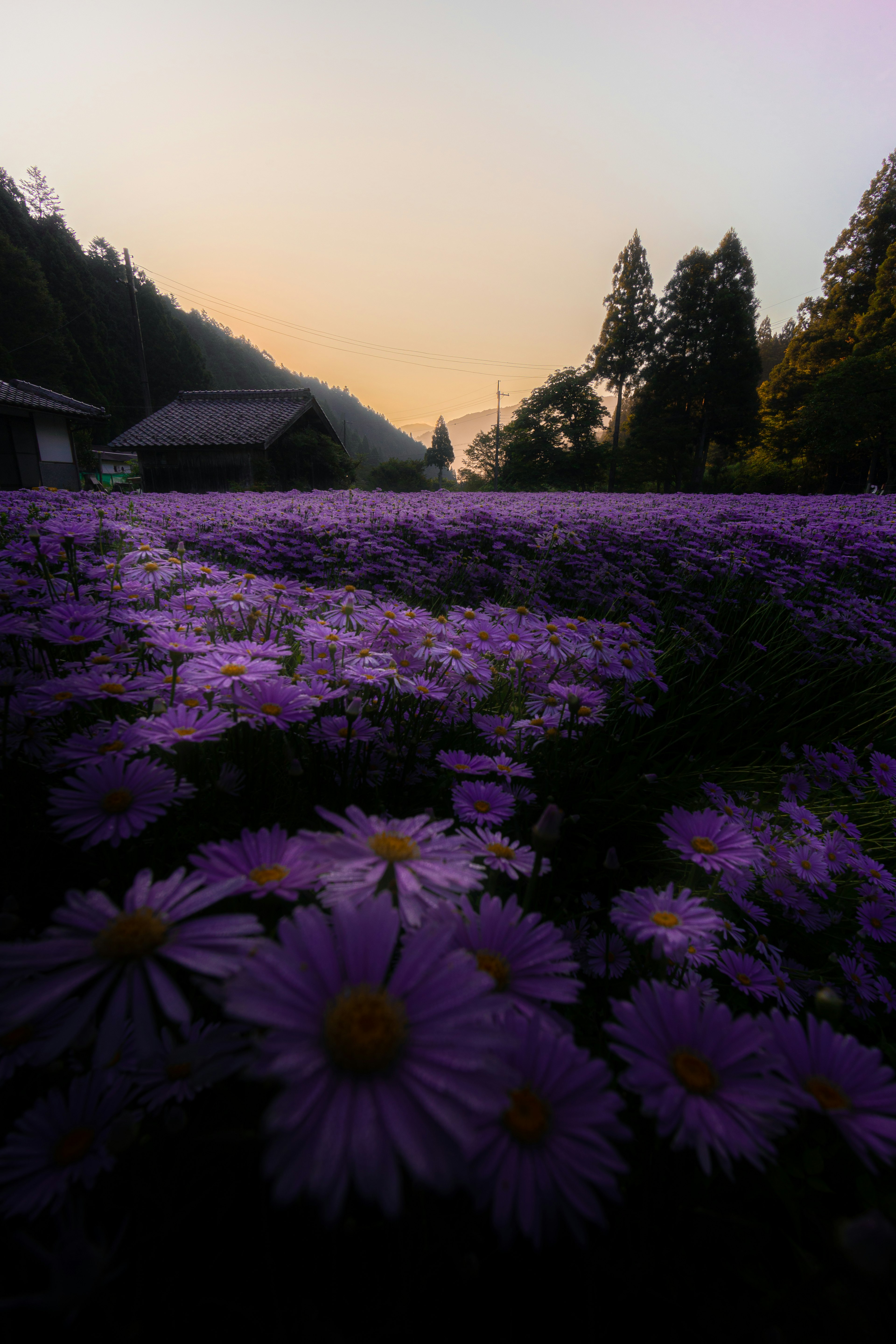 Un paesaggio con fiori viola in fiore e un cielo al tramonto