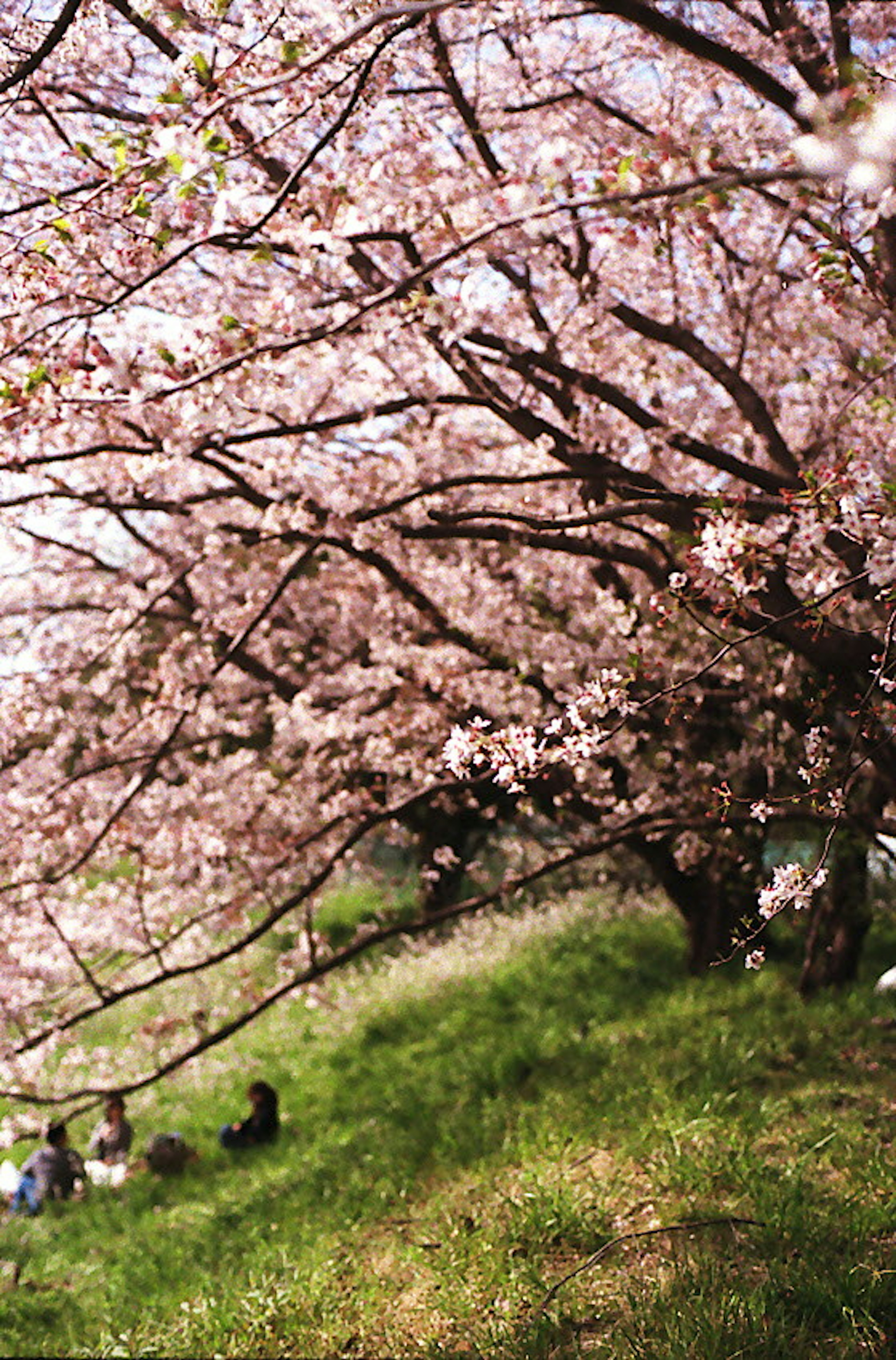 People sitting under cherry blossom trees with pink flowers