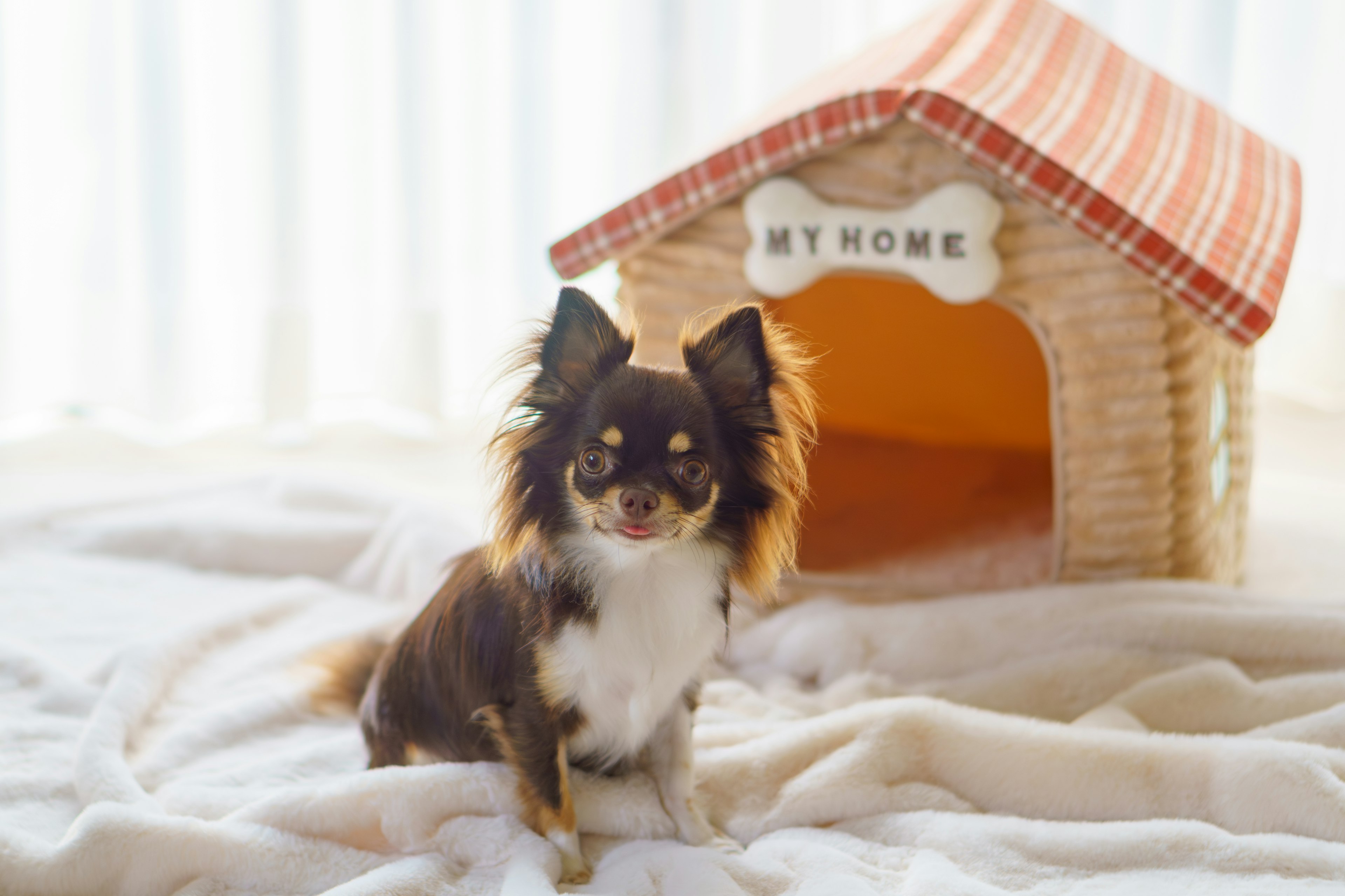 Brown Chihuahua sitting in front of a doghouse shaped like a house with a sign that says MY HOME