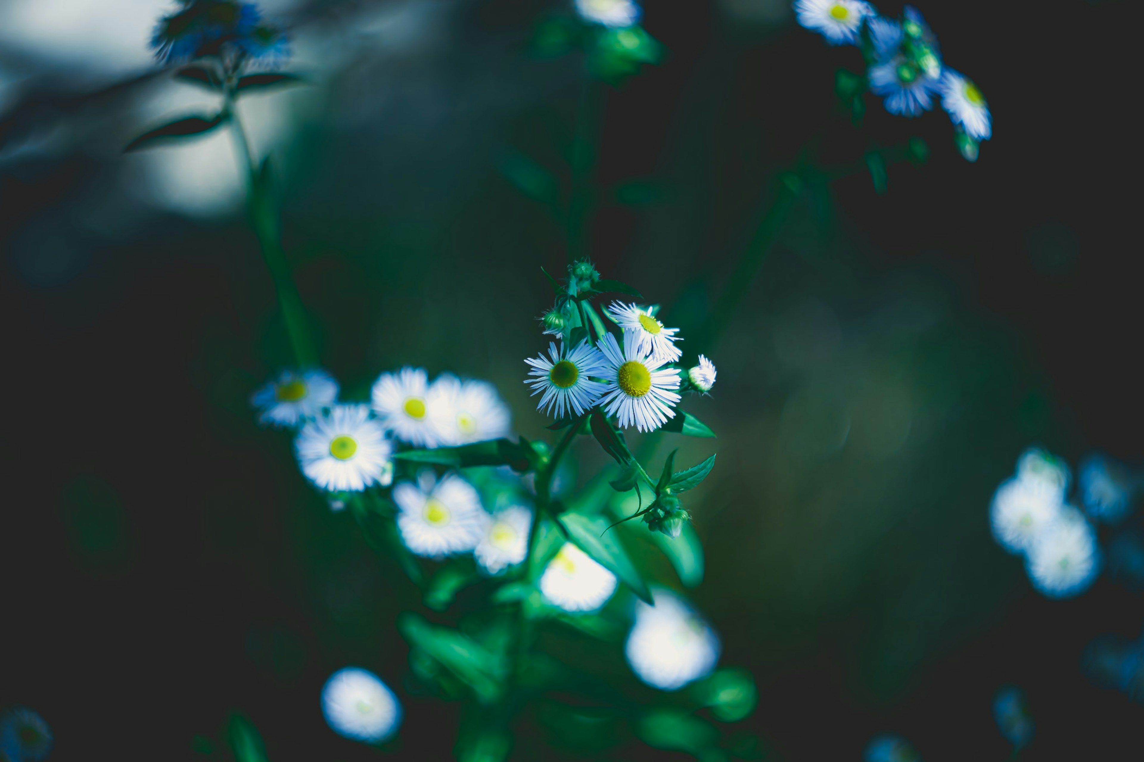 A close-up of white flowers with yellow centers against a dark background