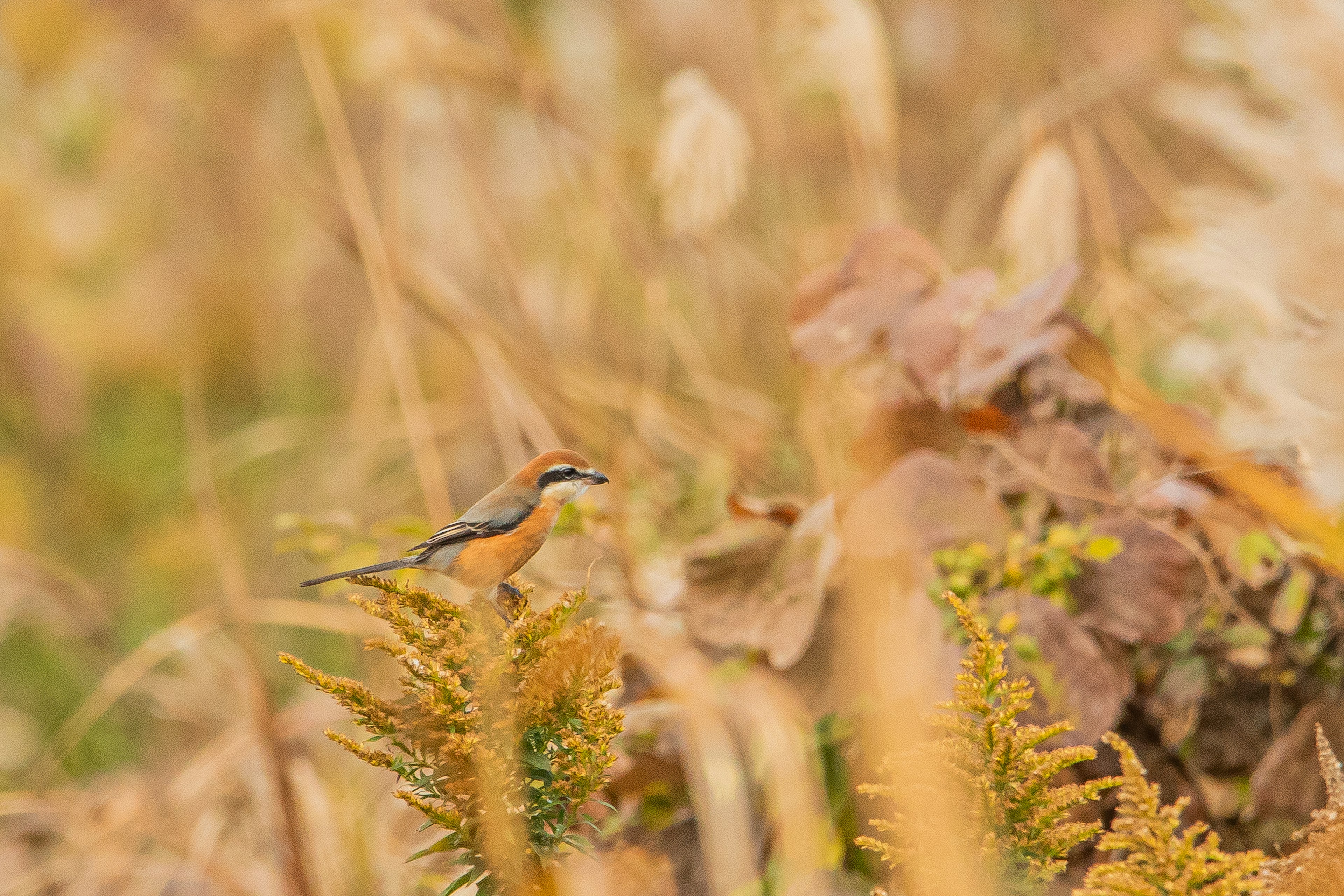 Immagine di un piccolo uccello in un paesaggio autunnale