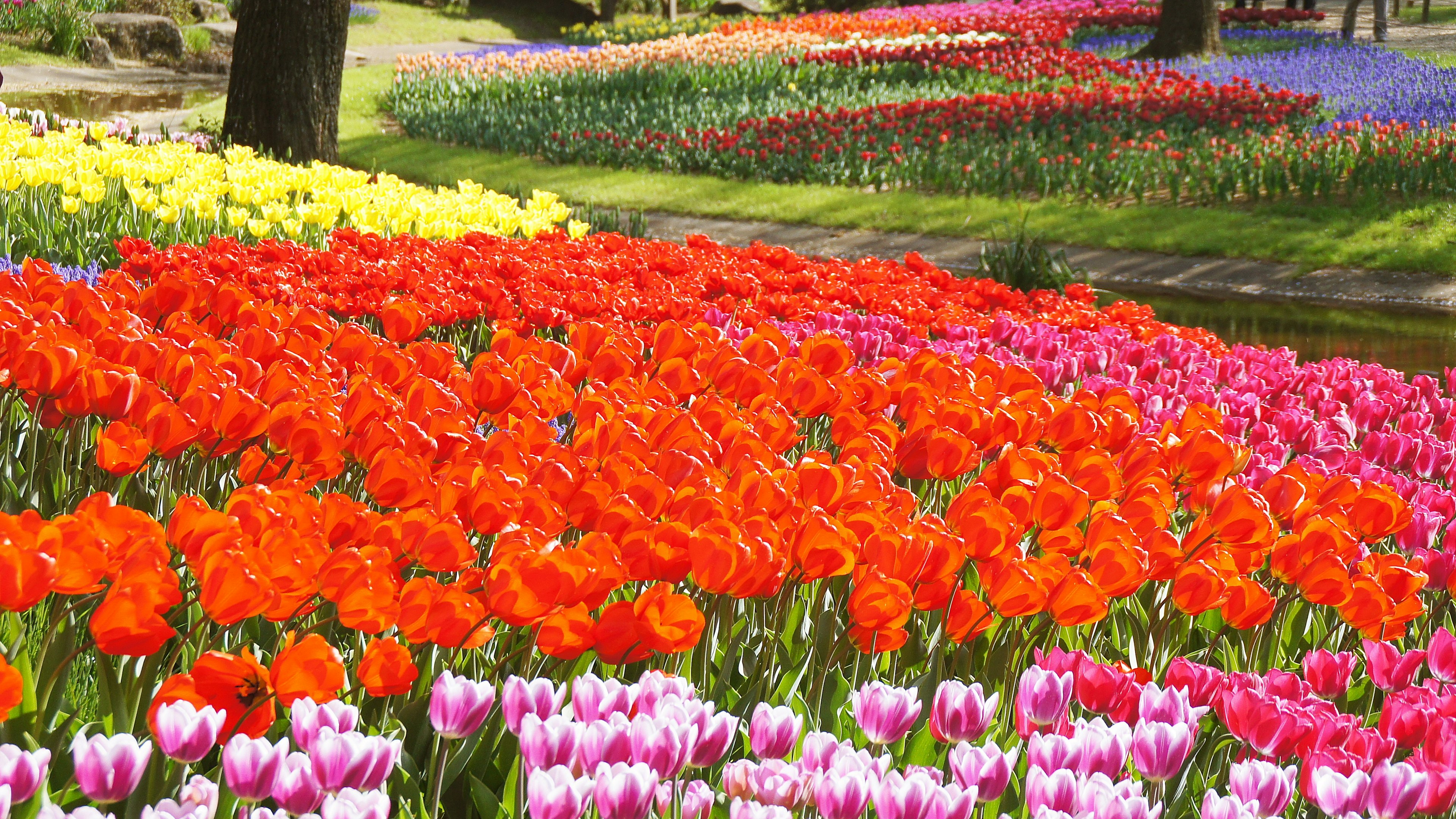 Pemandangan taman yang cerah dengan tulip berwarna-warni mekar