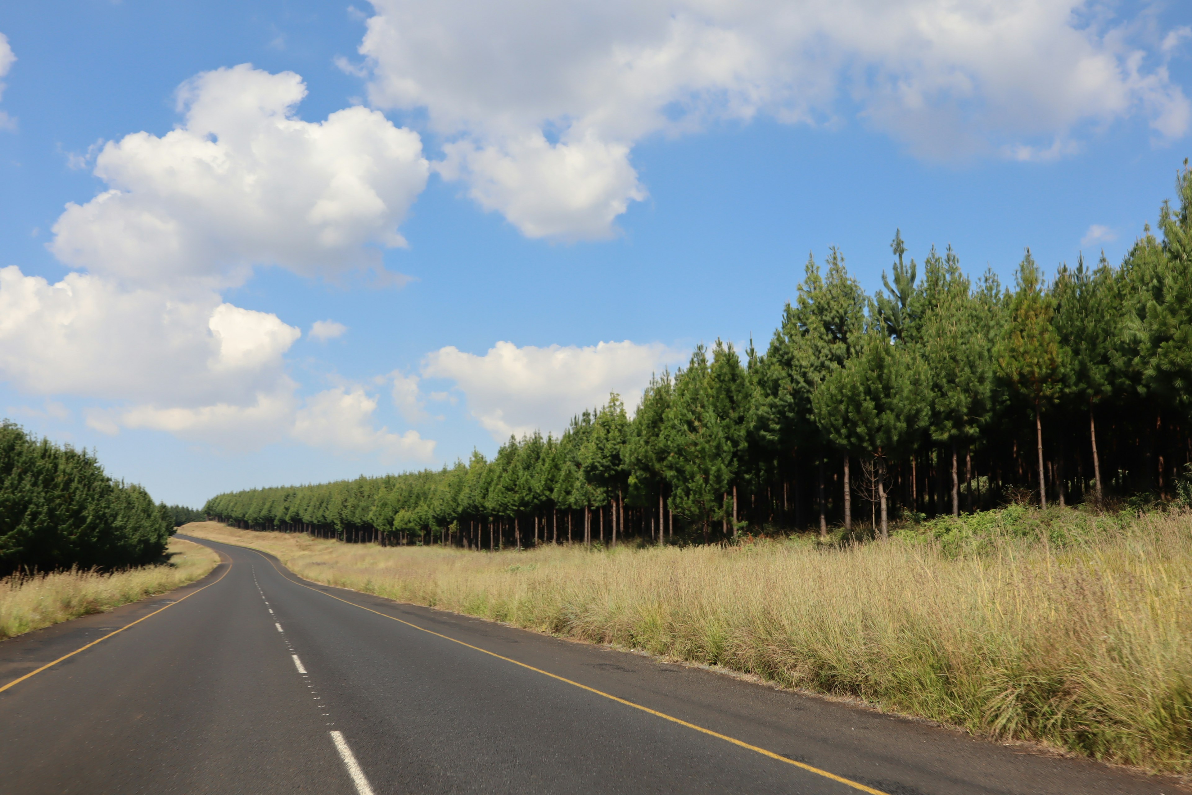 Una carretera serpenteante flanqueada por altos árboles verdes bajo un cielo azul con nubes esponjosas