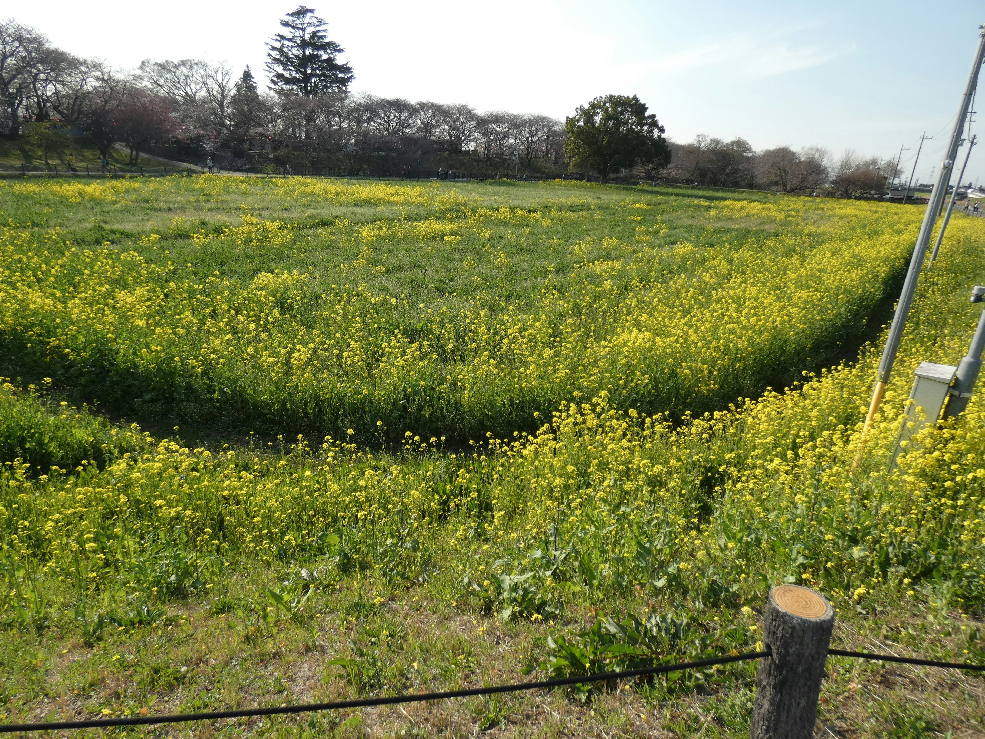 黄色い花が咲く広がる草原と青空