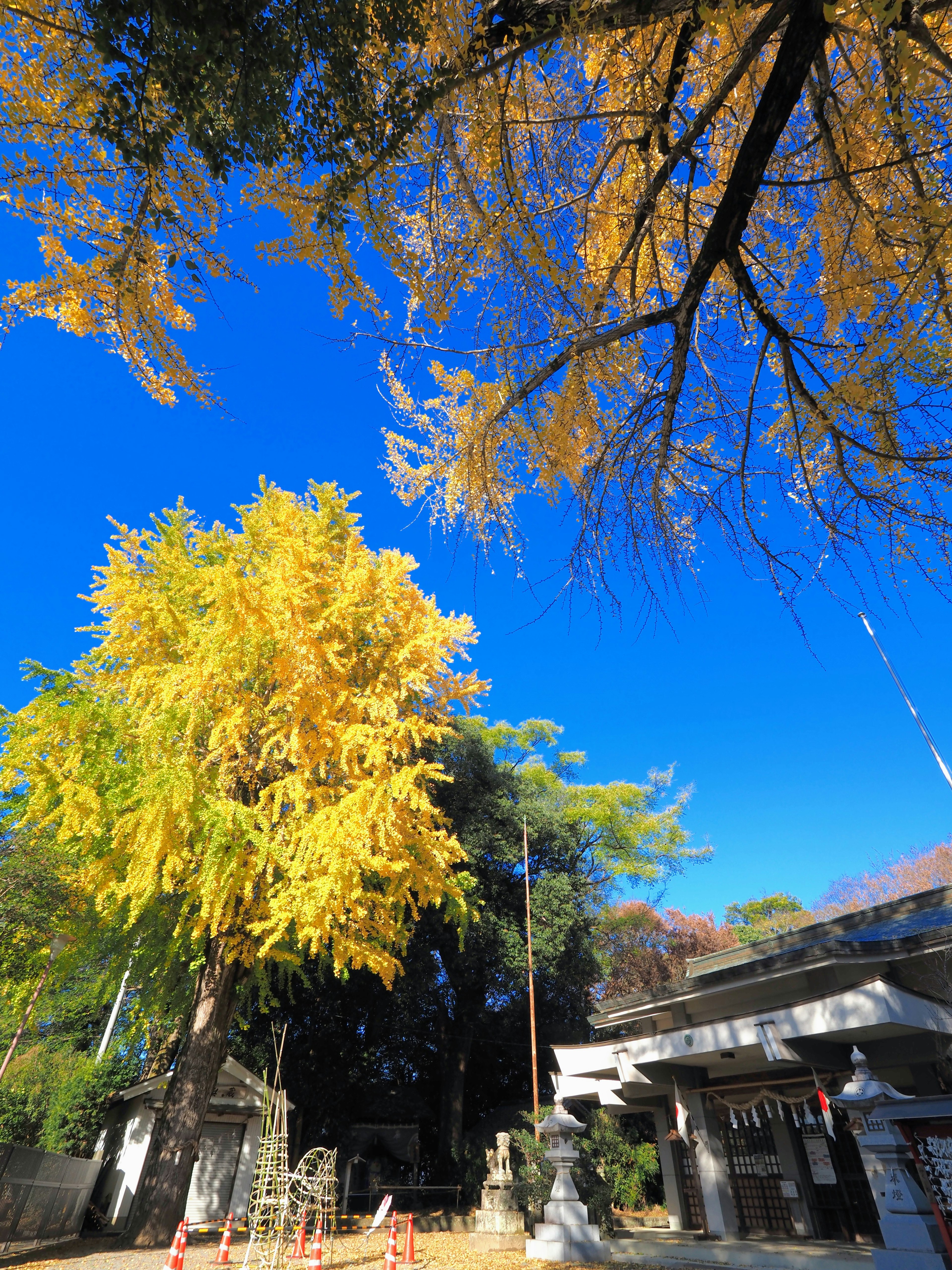 Árbol de ginkgo con hojas amarillas brillantes bajo un cielo azul claro cerca de un santuario