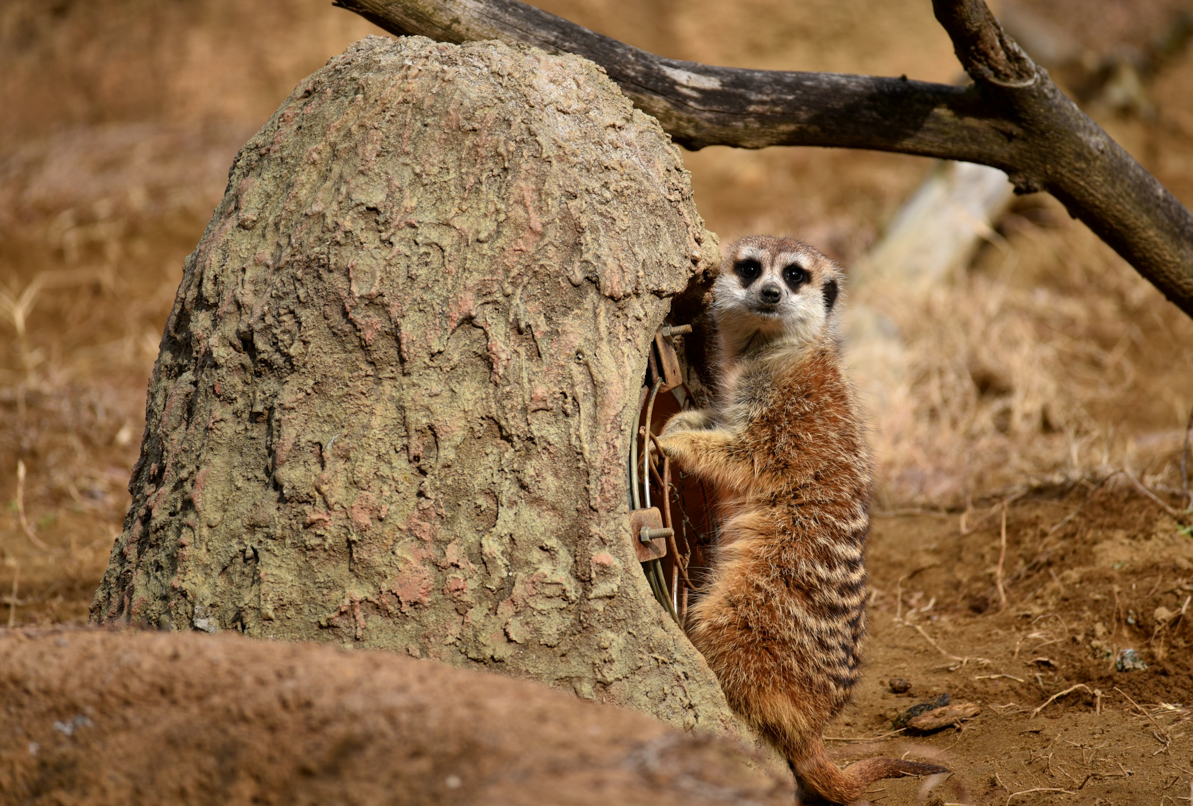 Seekor meerkat berdiri dekat batu dengan cabang pohon di latar belakang