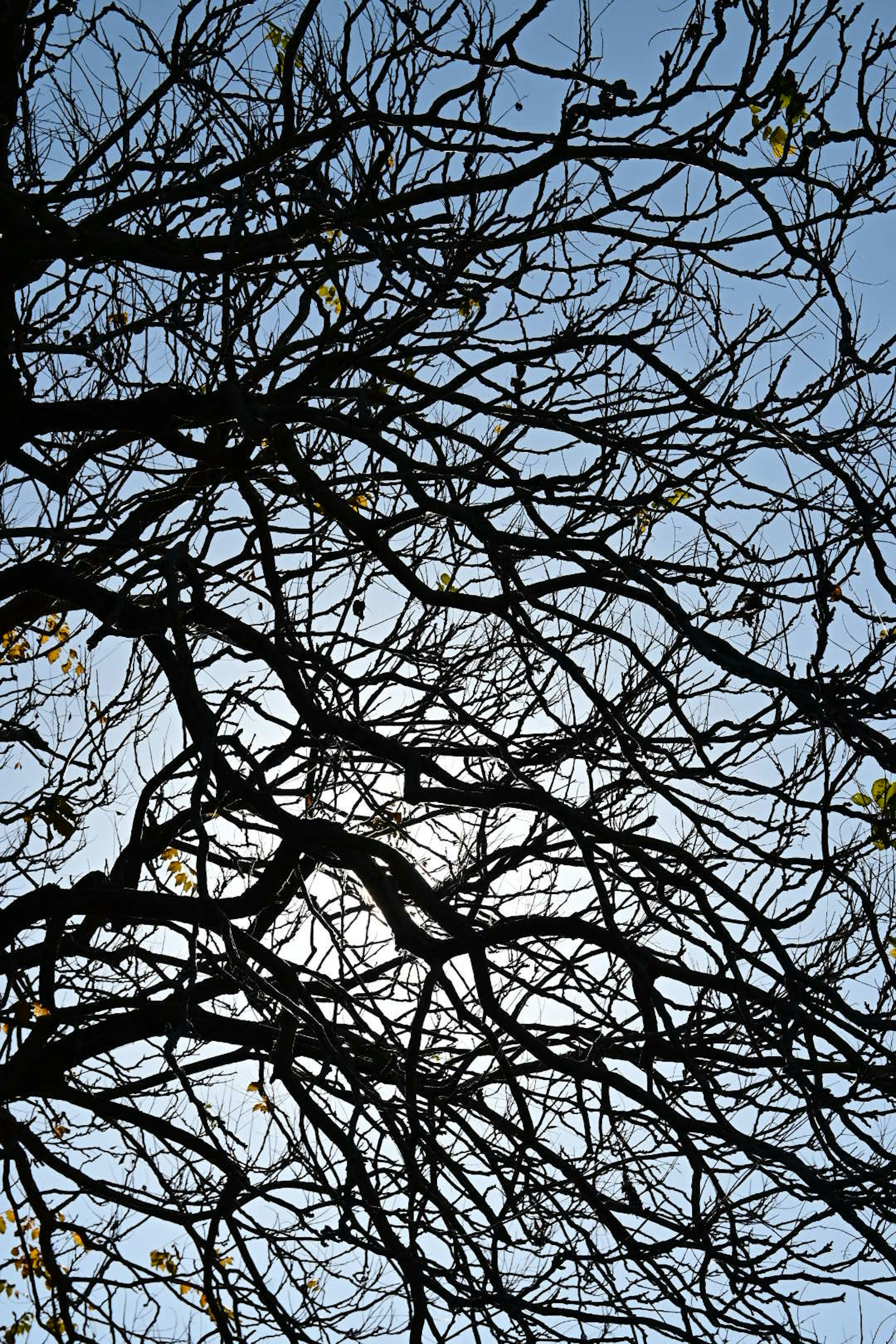 Silueta de ramas delgadas contra un cielo azul claro