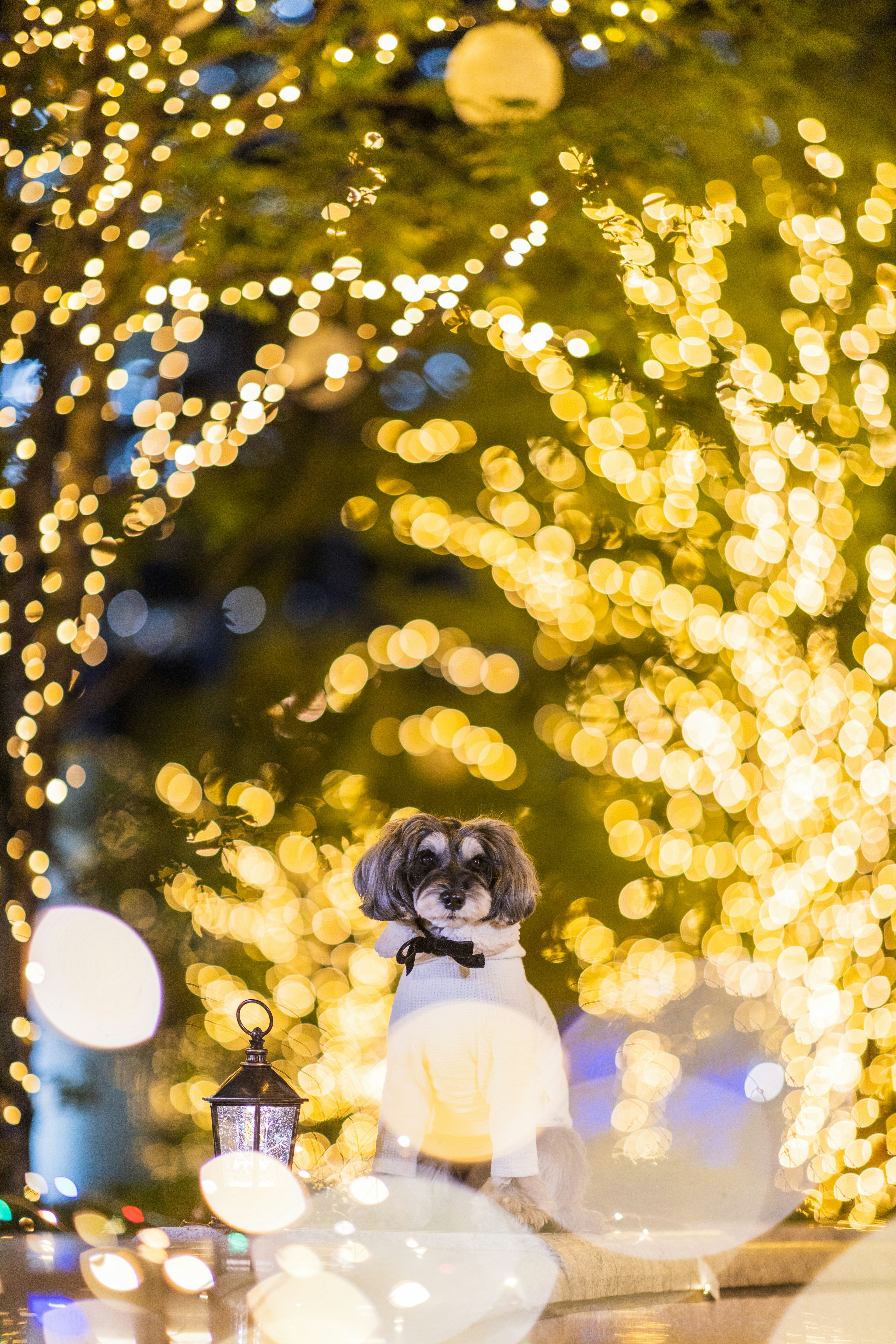 Un perro posando frente a un fondo de luces brillantes