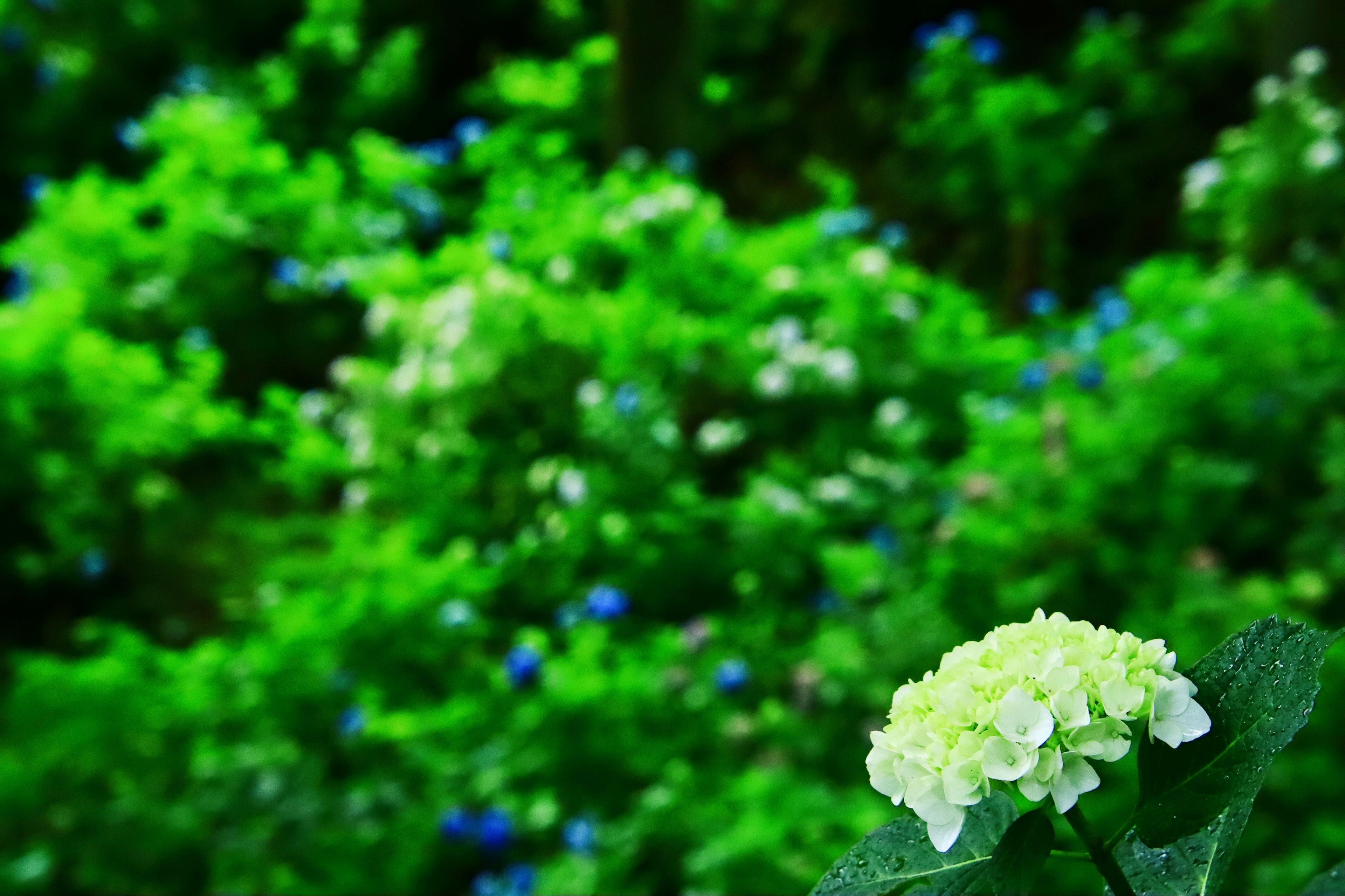 Gros plan sur une fleur blanche avec un arrière-plan vert comportant une végétation luxuriante et des fleurs bleues