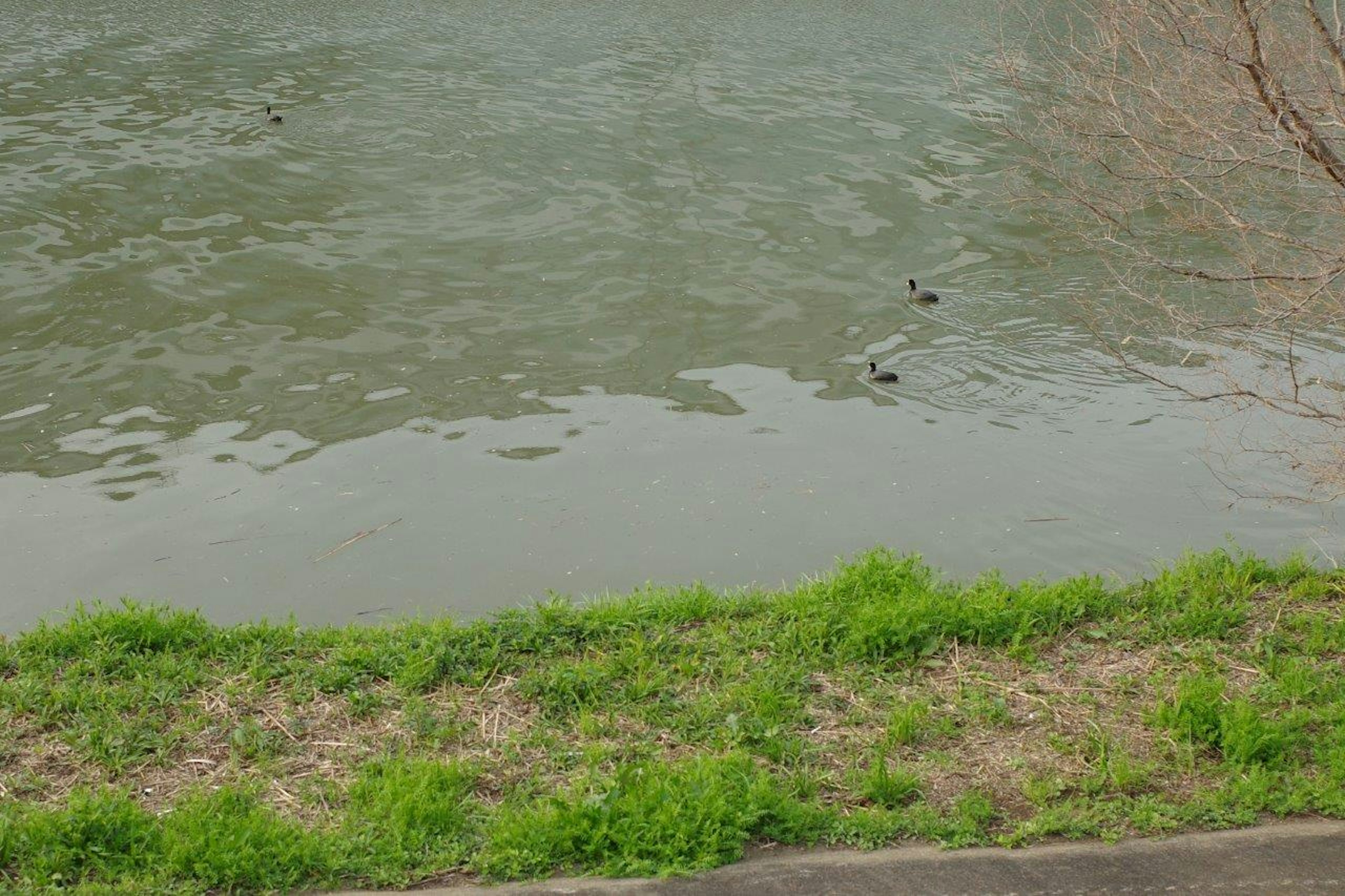 水面に浮かぶ小さな物体と緑の草がある静かな風景