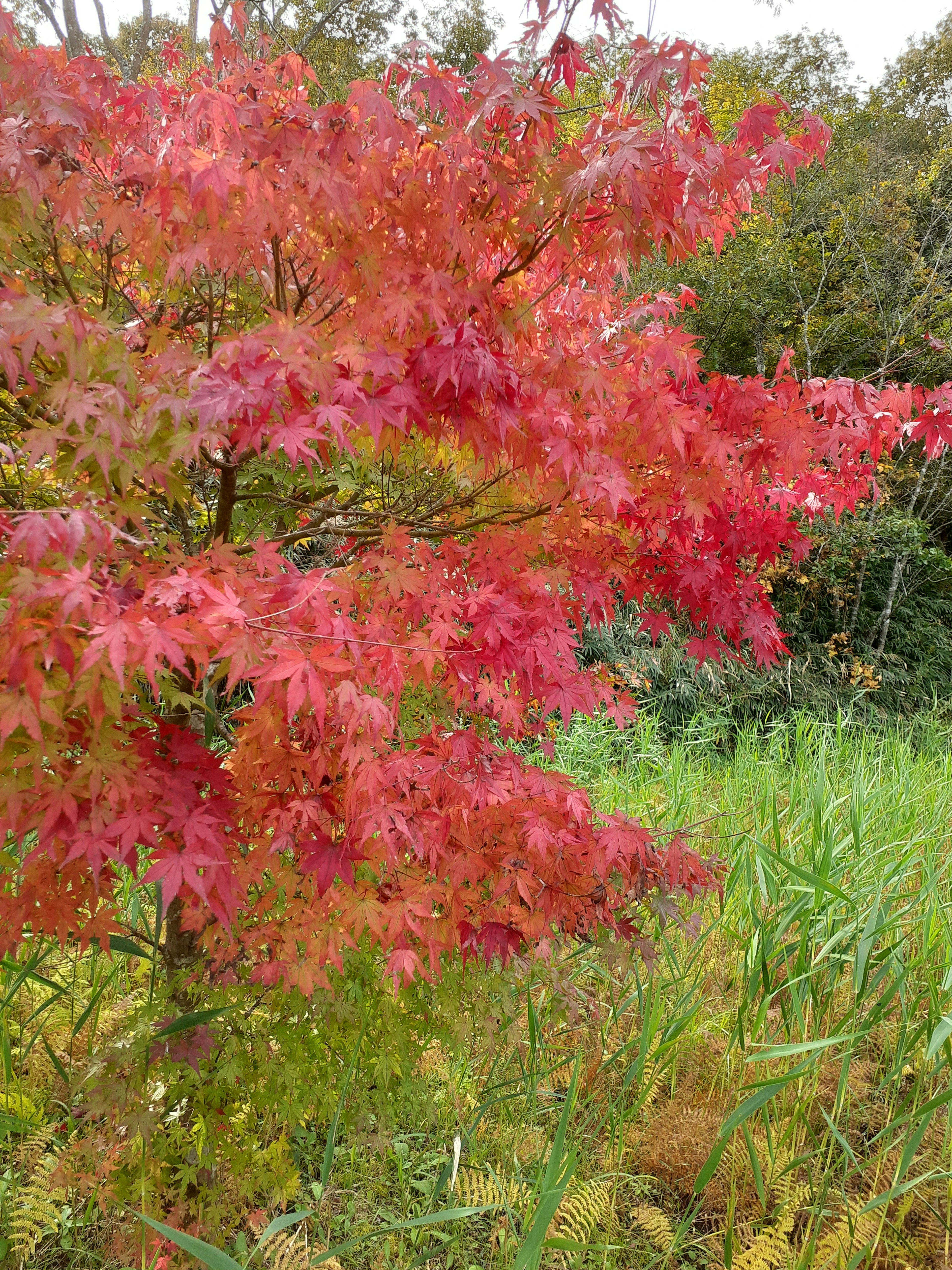 Baum mit lebhaften roten Blättern umgeben von grünem Gras