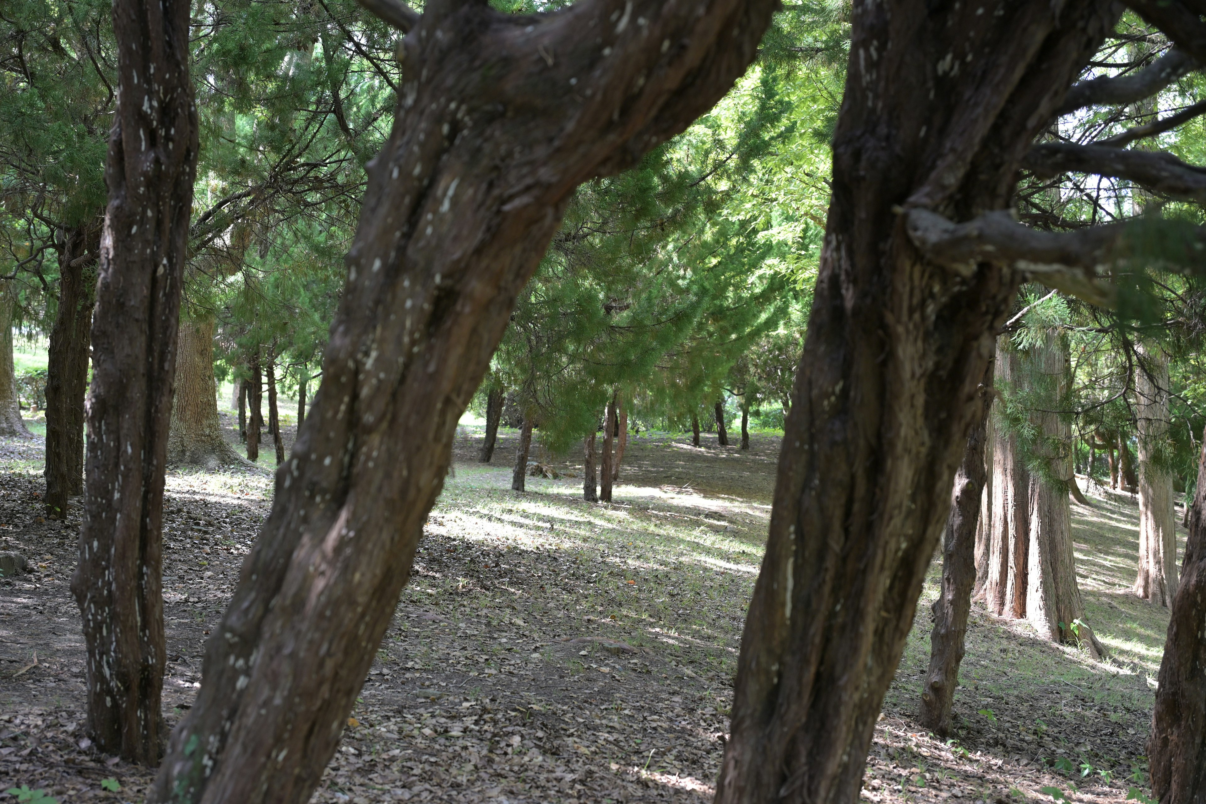 Alberi curvi in una foresta verdeggiante