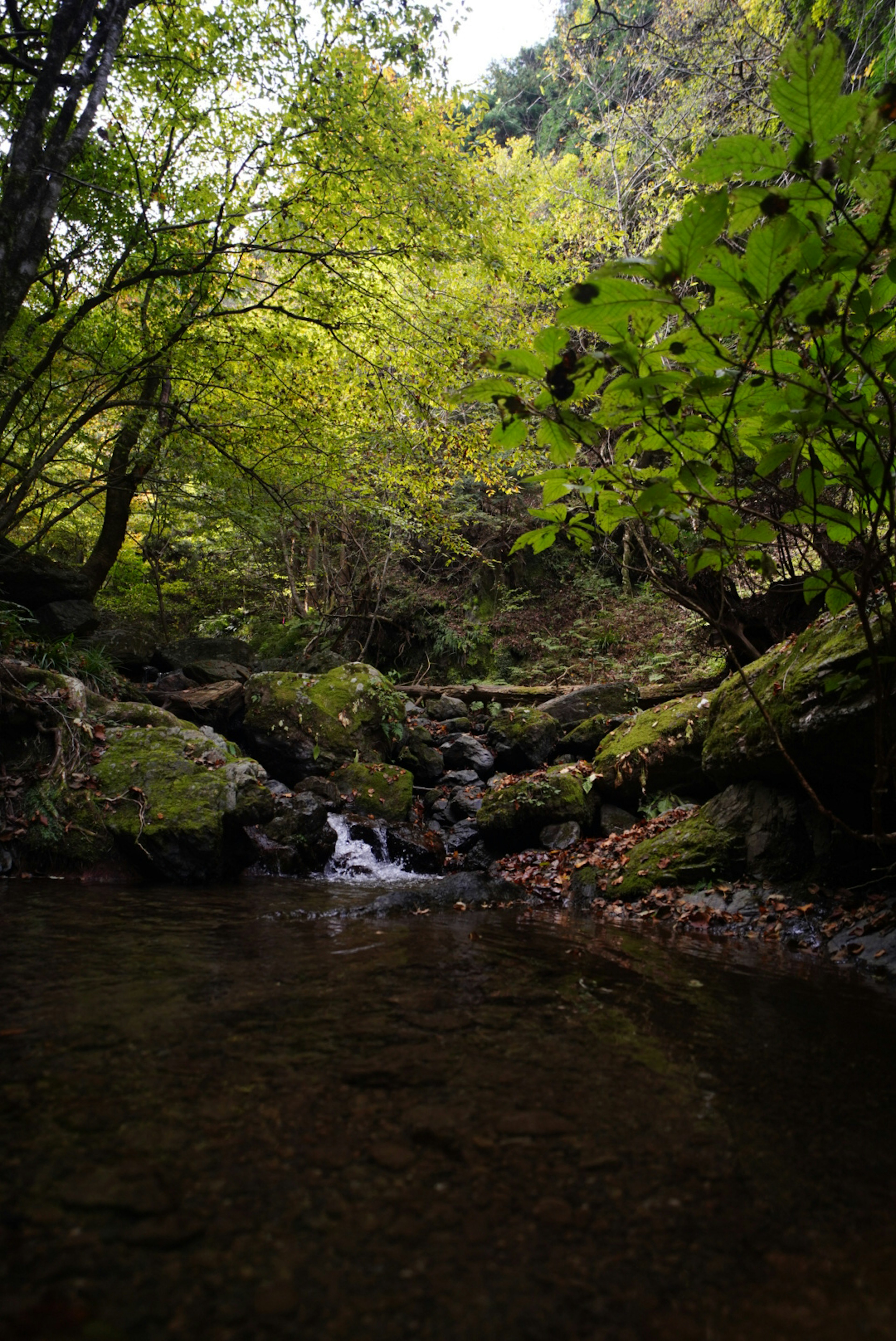 Lush forest scene with a stream flowing gently between rocks