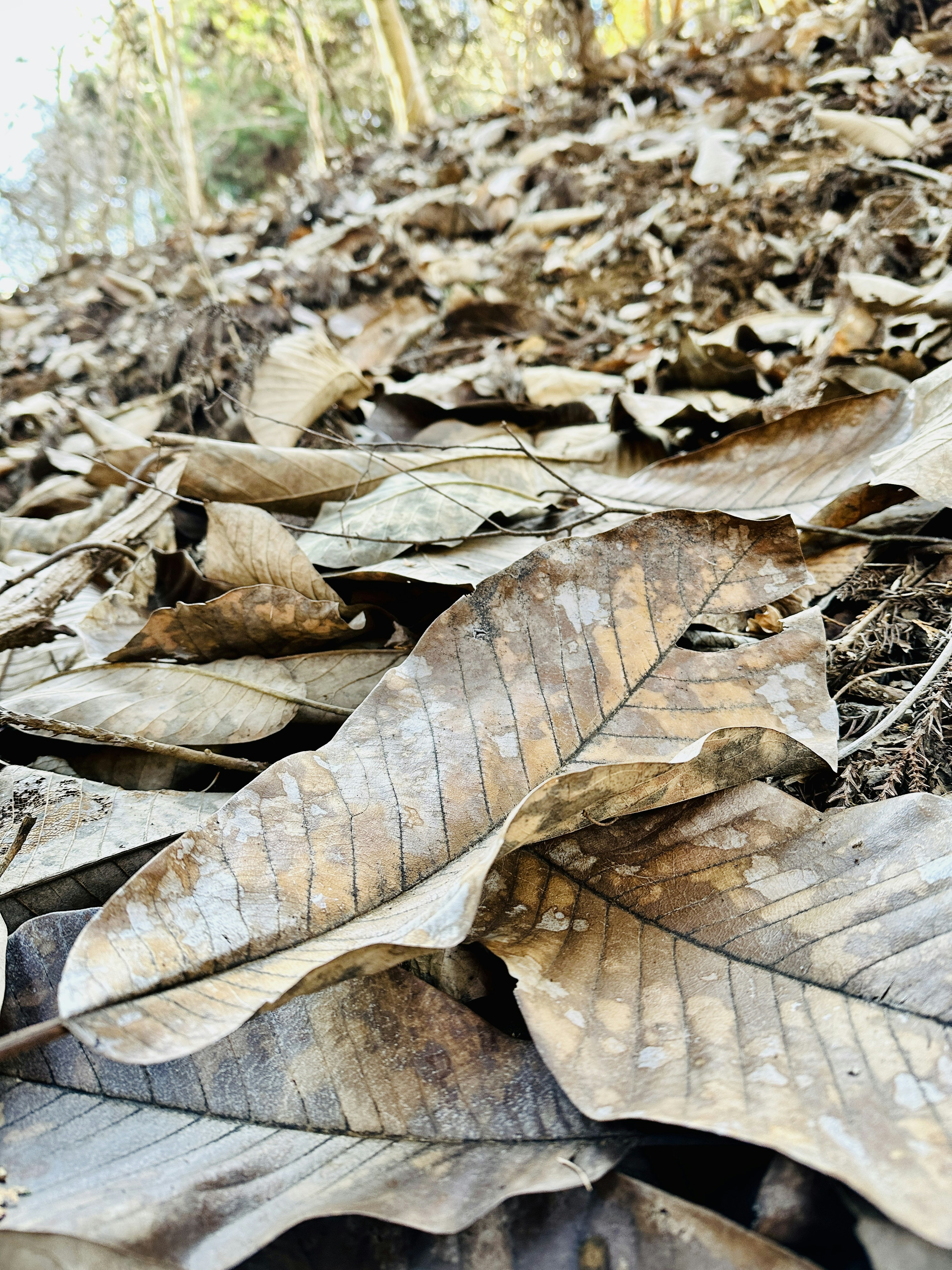 Photo en gros plan d'un sol recouvert de feuilles sèches