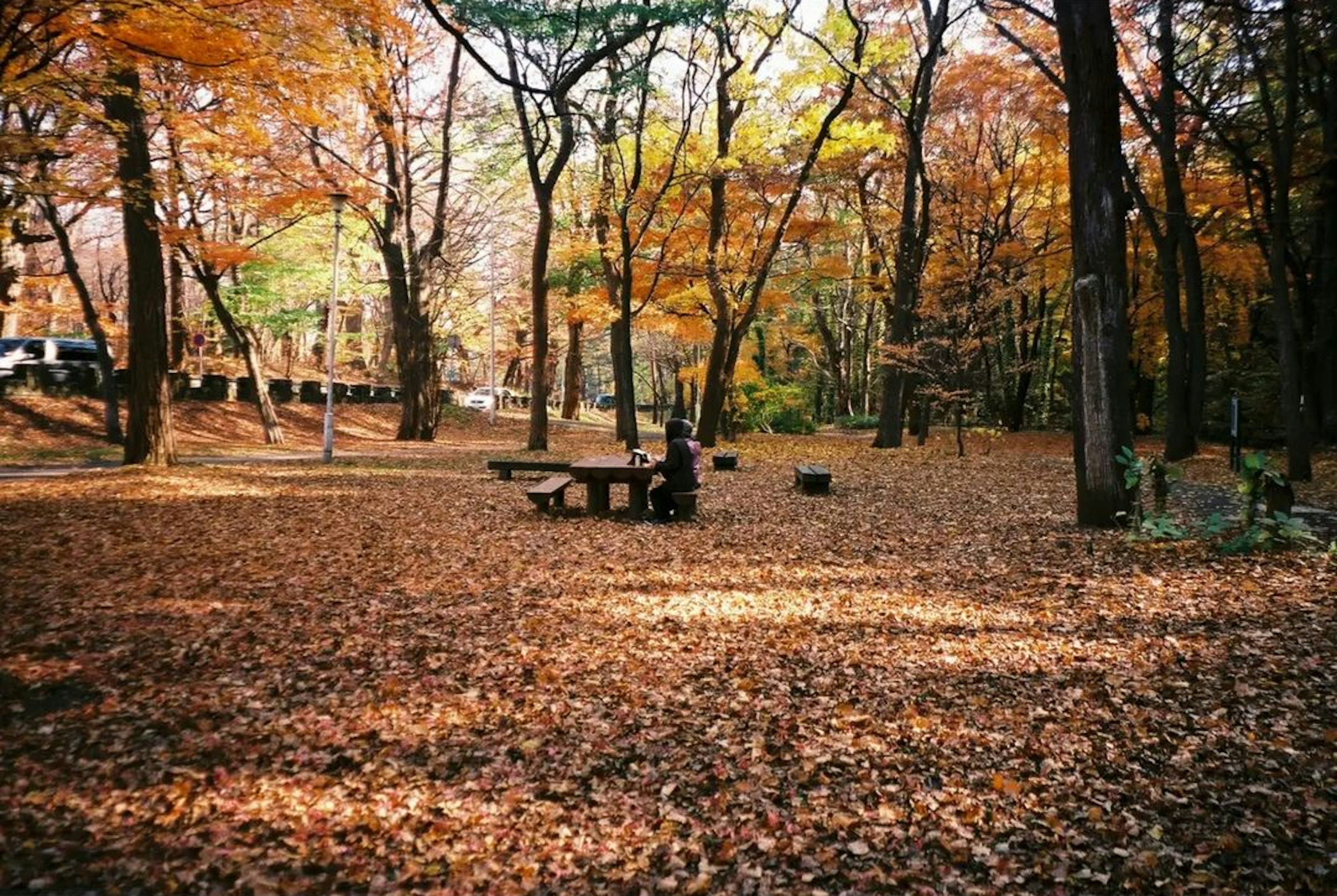 Scena di parco autunnale con foglie cadute e alberi