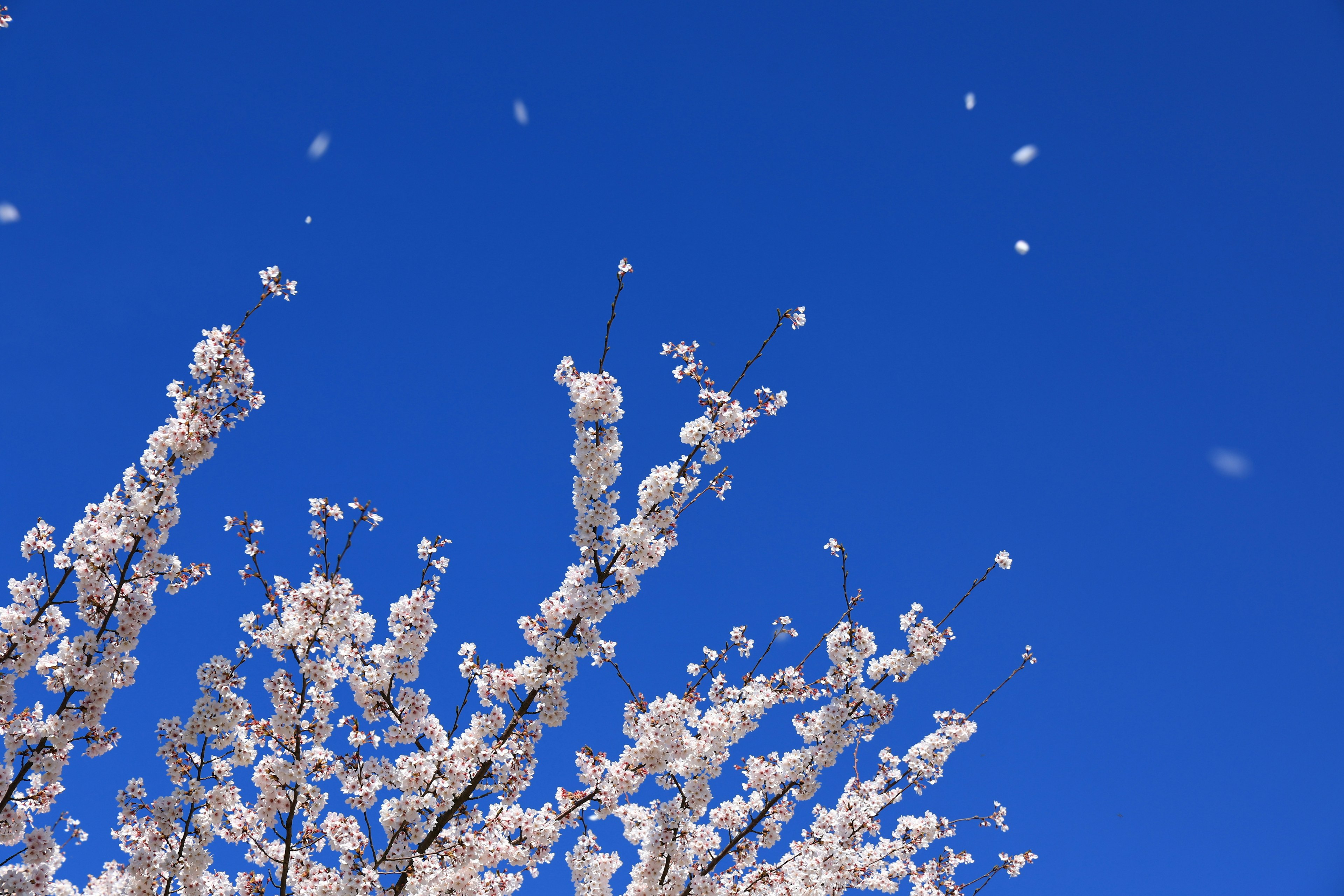 Kirschblüten blühen vor einem blauen Himmel mit fallenden Blütenblättern