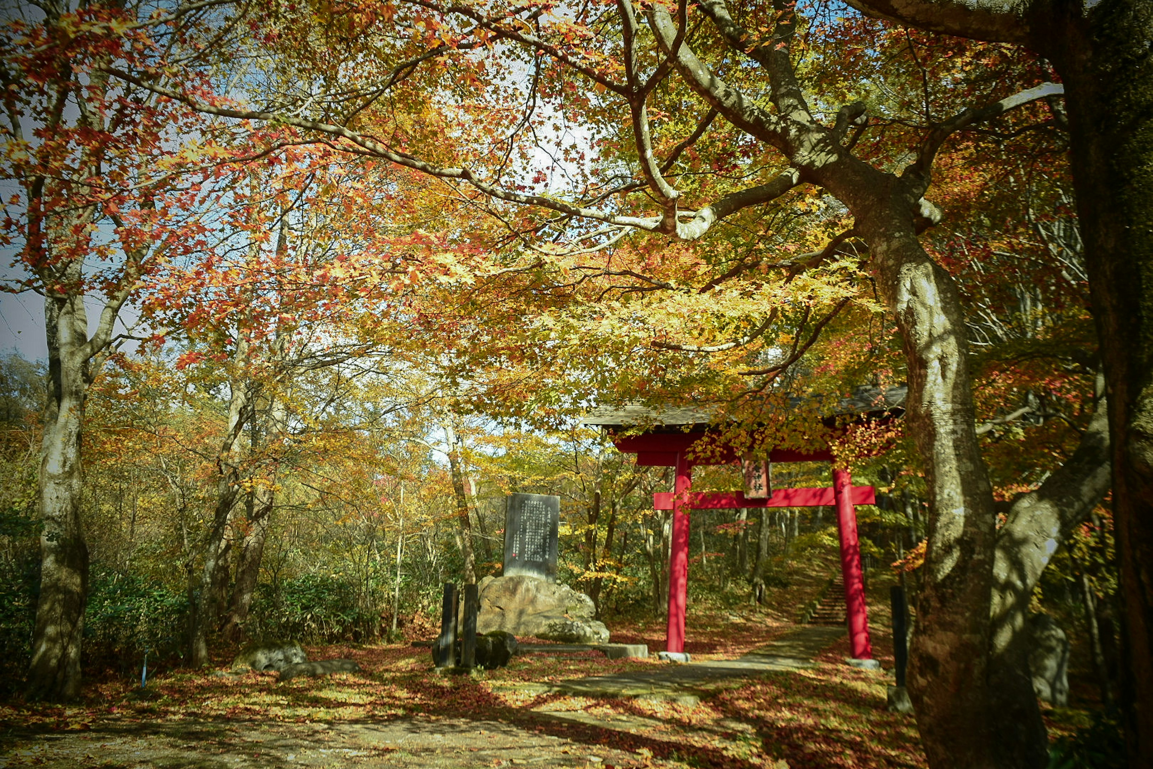 紅い鳥居と秋の木々が映える風景