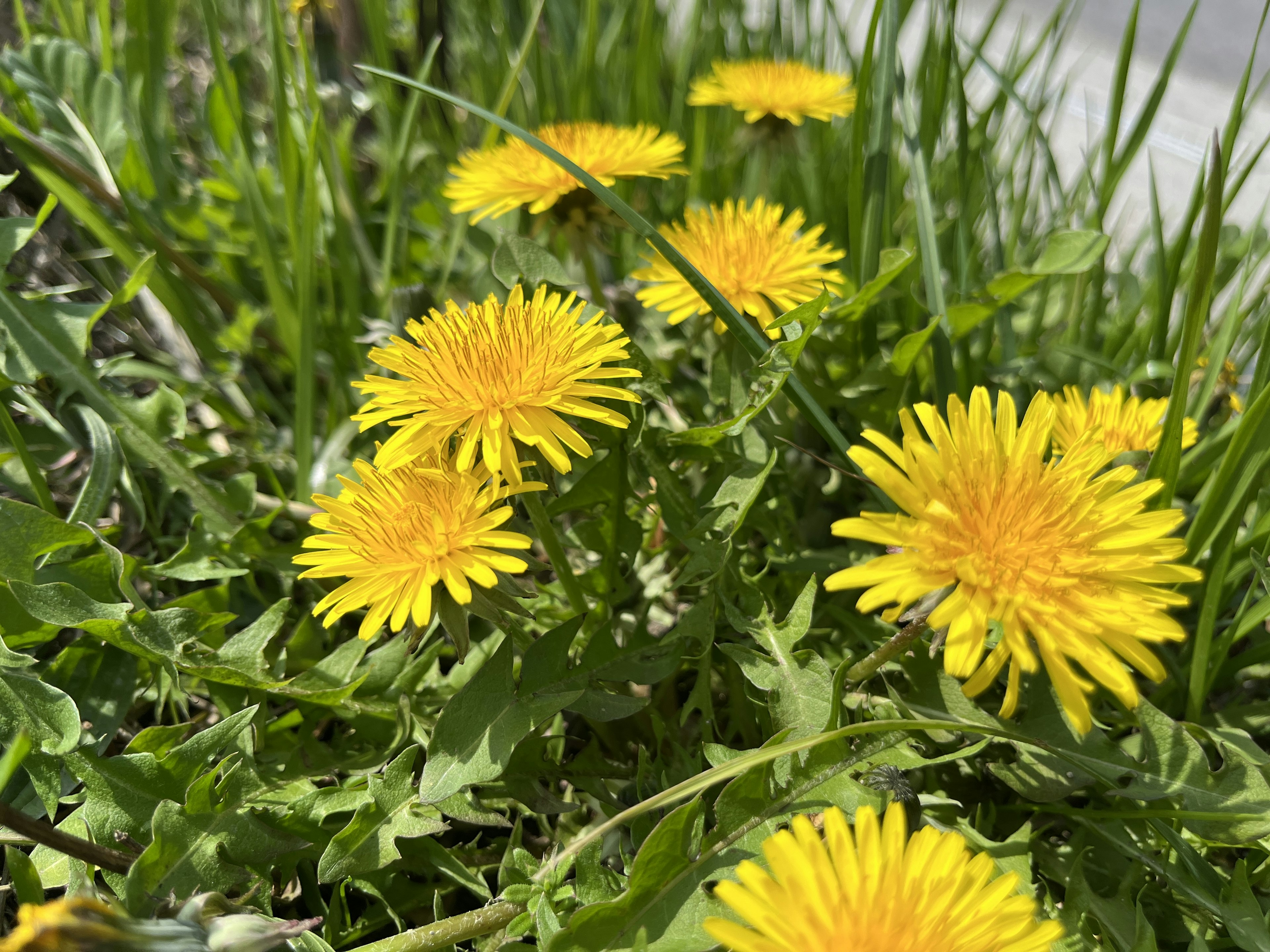 Bright yellow dandelion flowers blooming among green grass