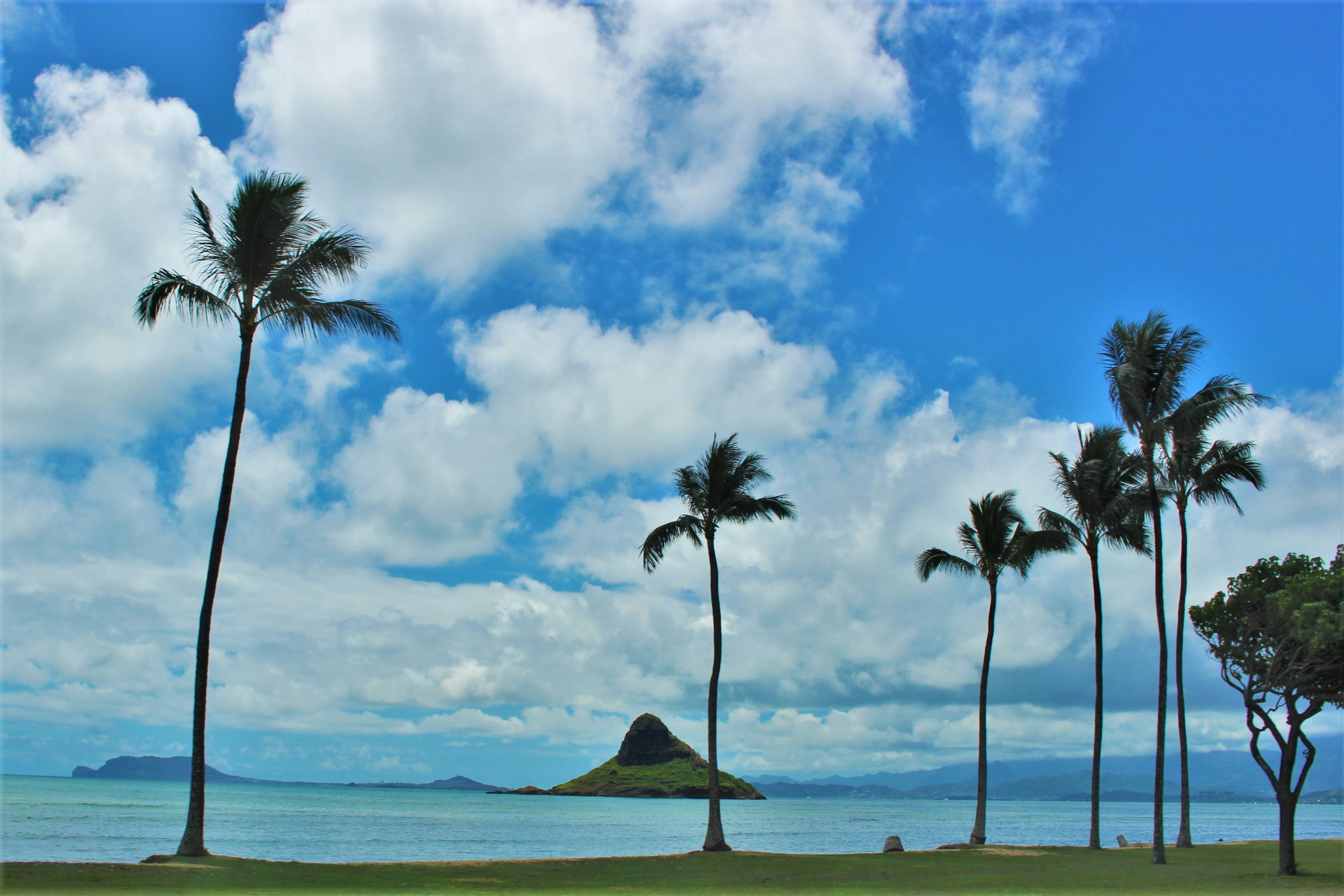 Palmeras en silueta contra un cielo azul con nubes y una isla lejana