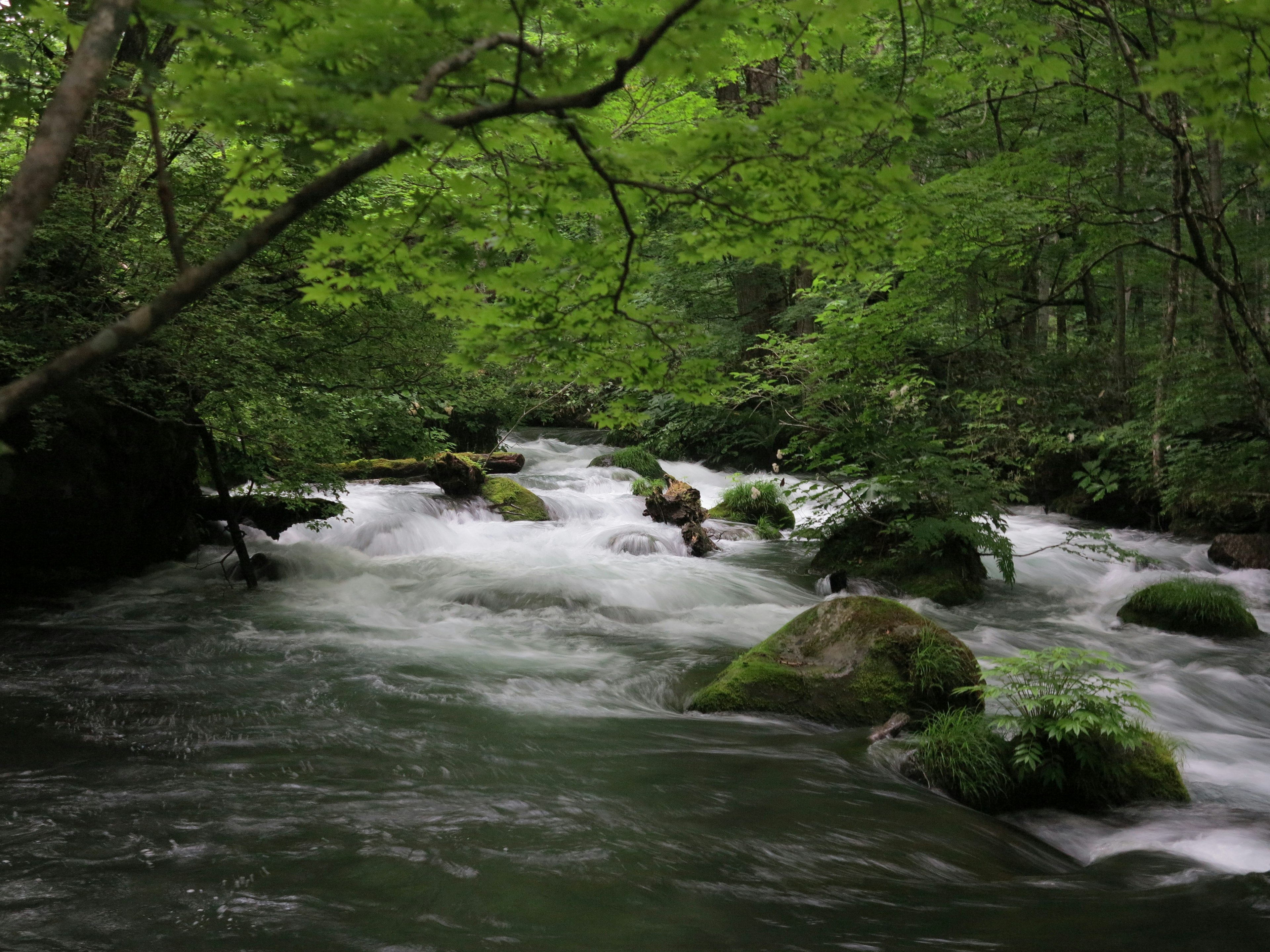 A clear stream flowing through a lush green forest with rocks