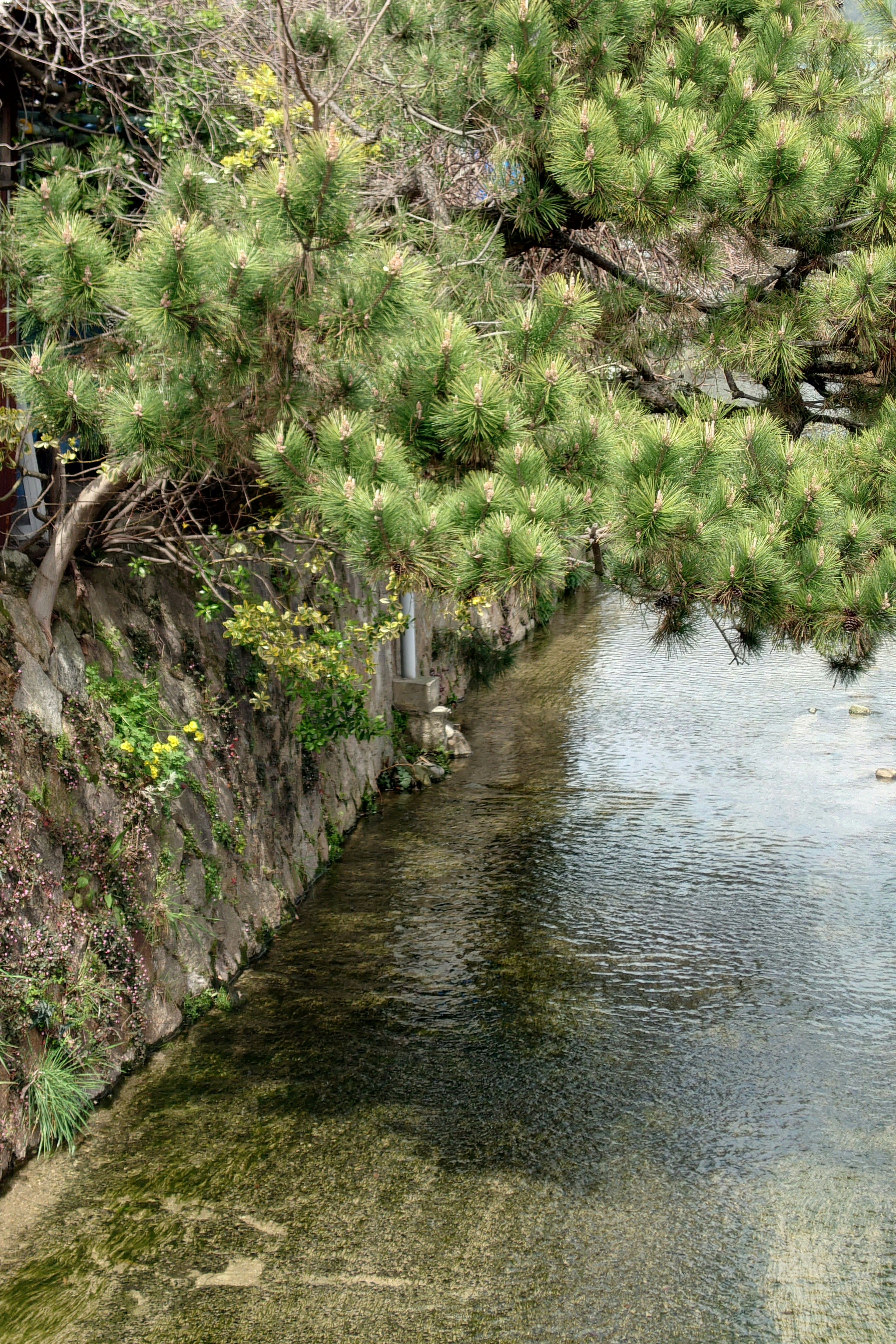 Una escena serena de un río con un pino verde proyectando sombras sobre el agua