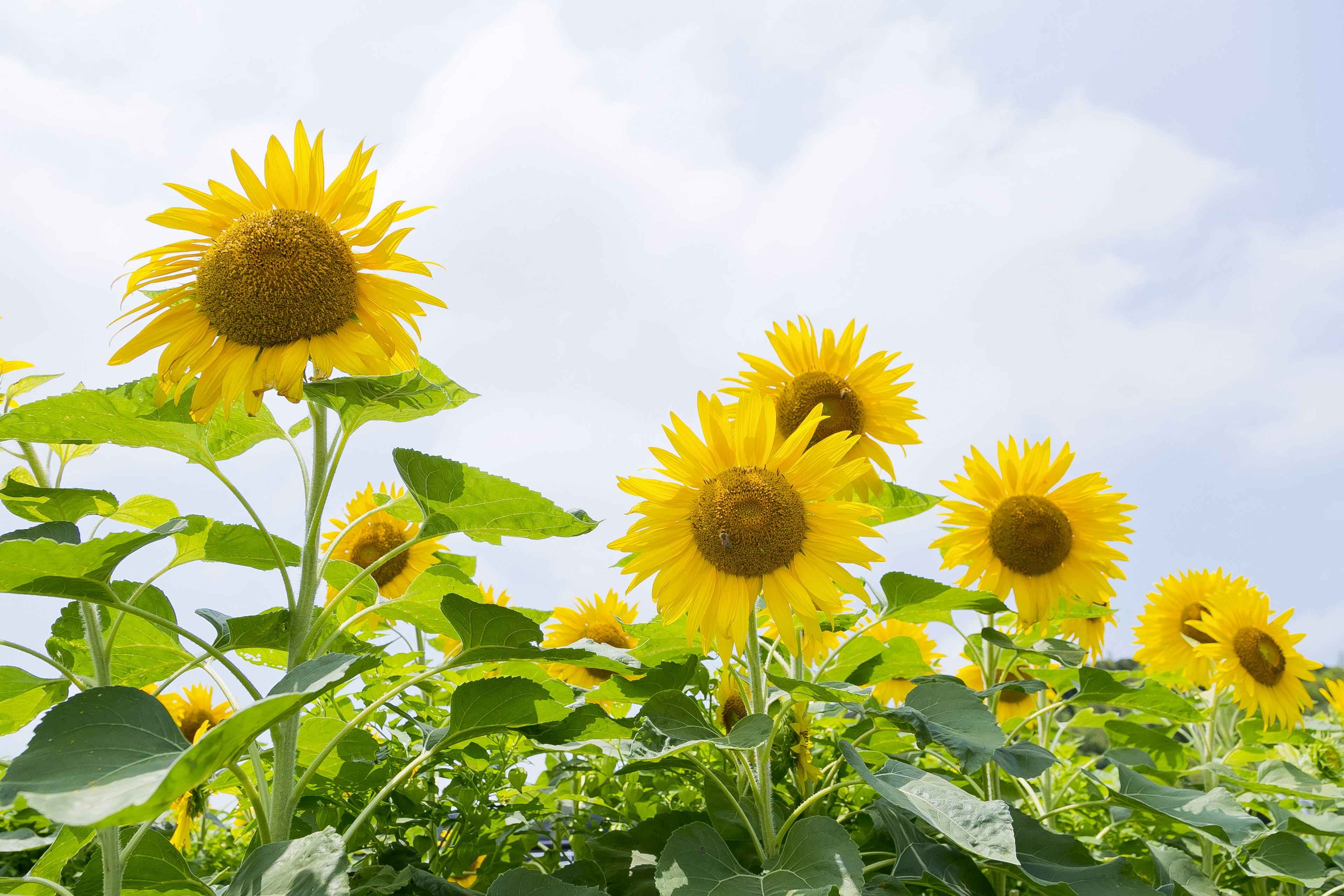 Field of sunflowers blooming under a blue sky