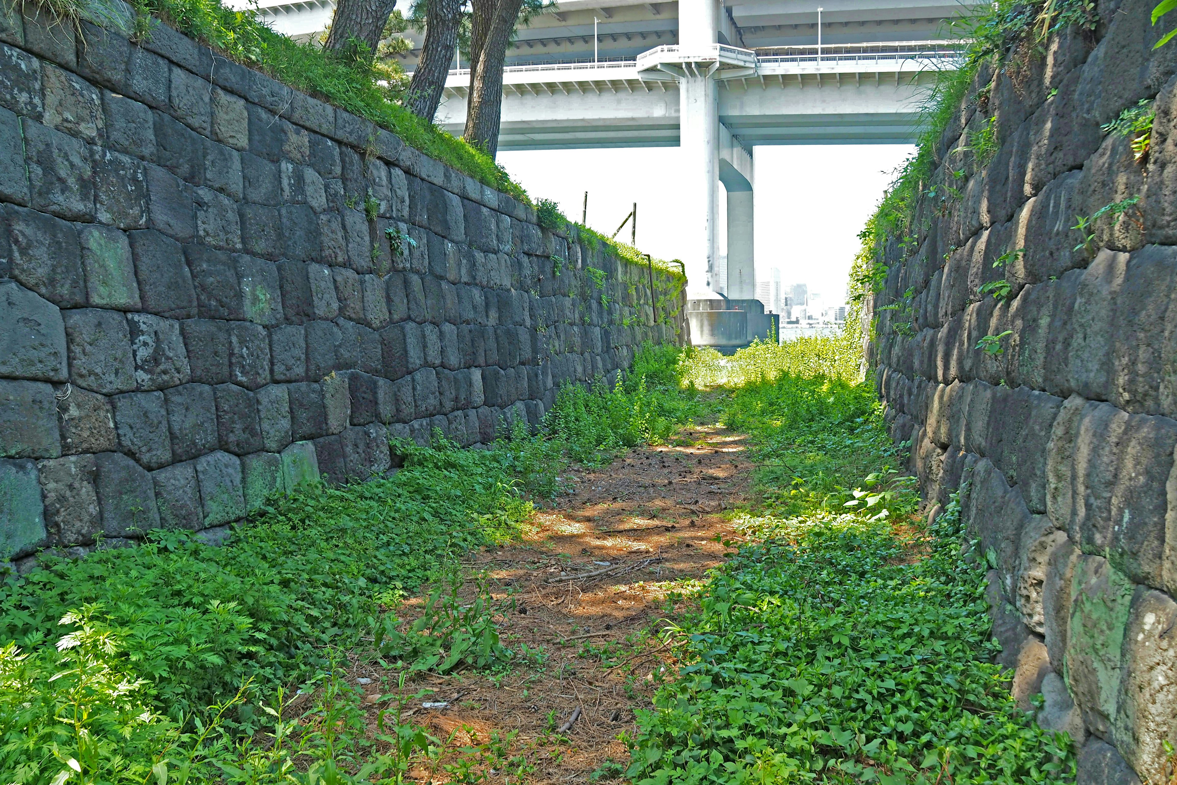 緑の草が生えた石の壁に囲まれた小道