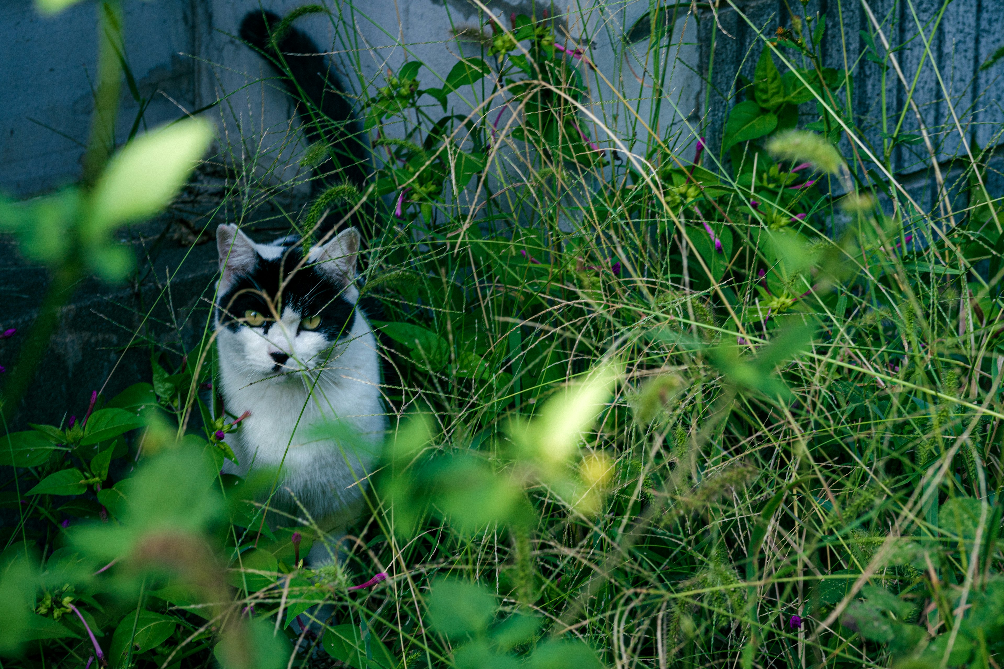 A black and white cat hiding in green grass