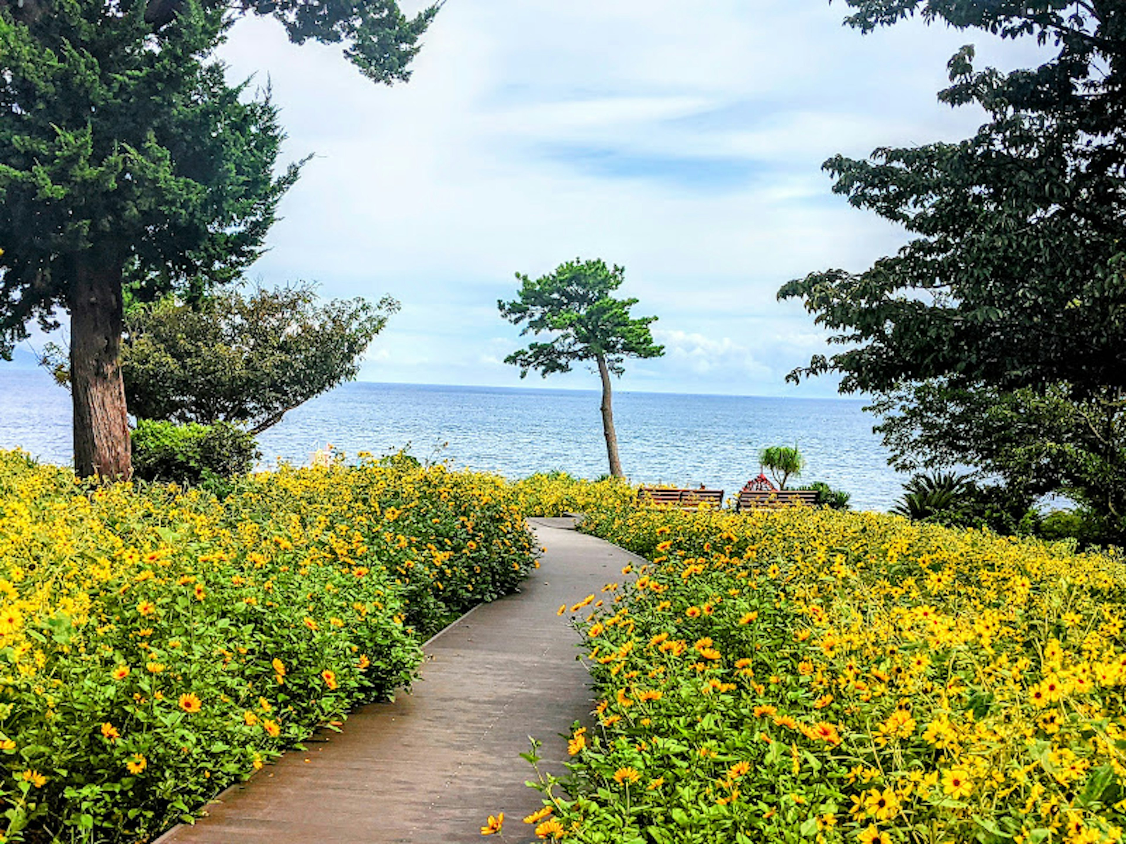 海に向かう木道と黄色い花が咲く風景