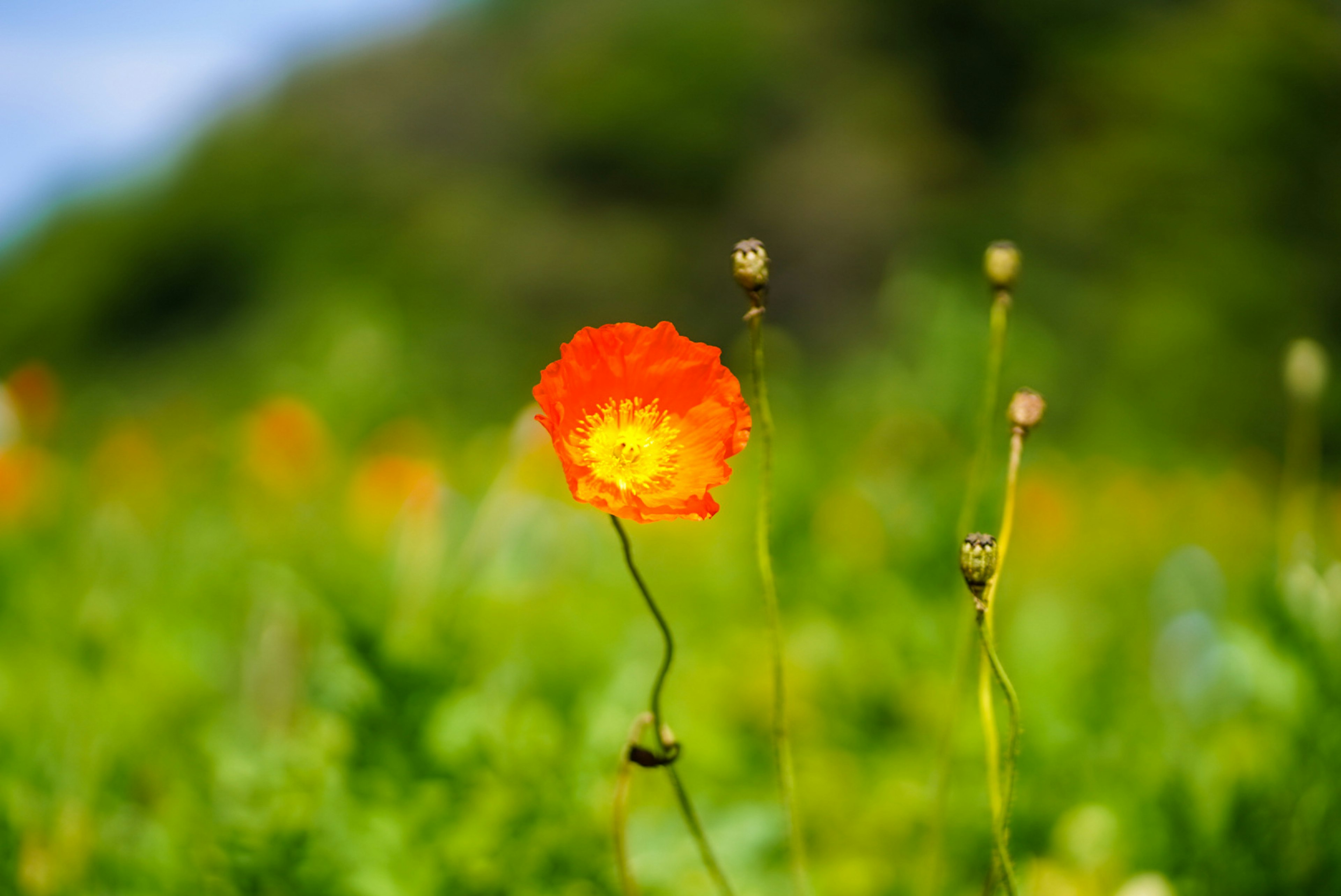 鮮やかなオレンジ色の花が緑の草原に咲いている