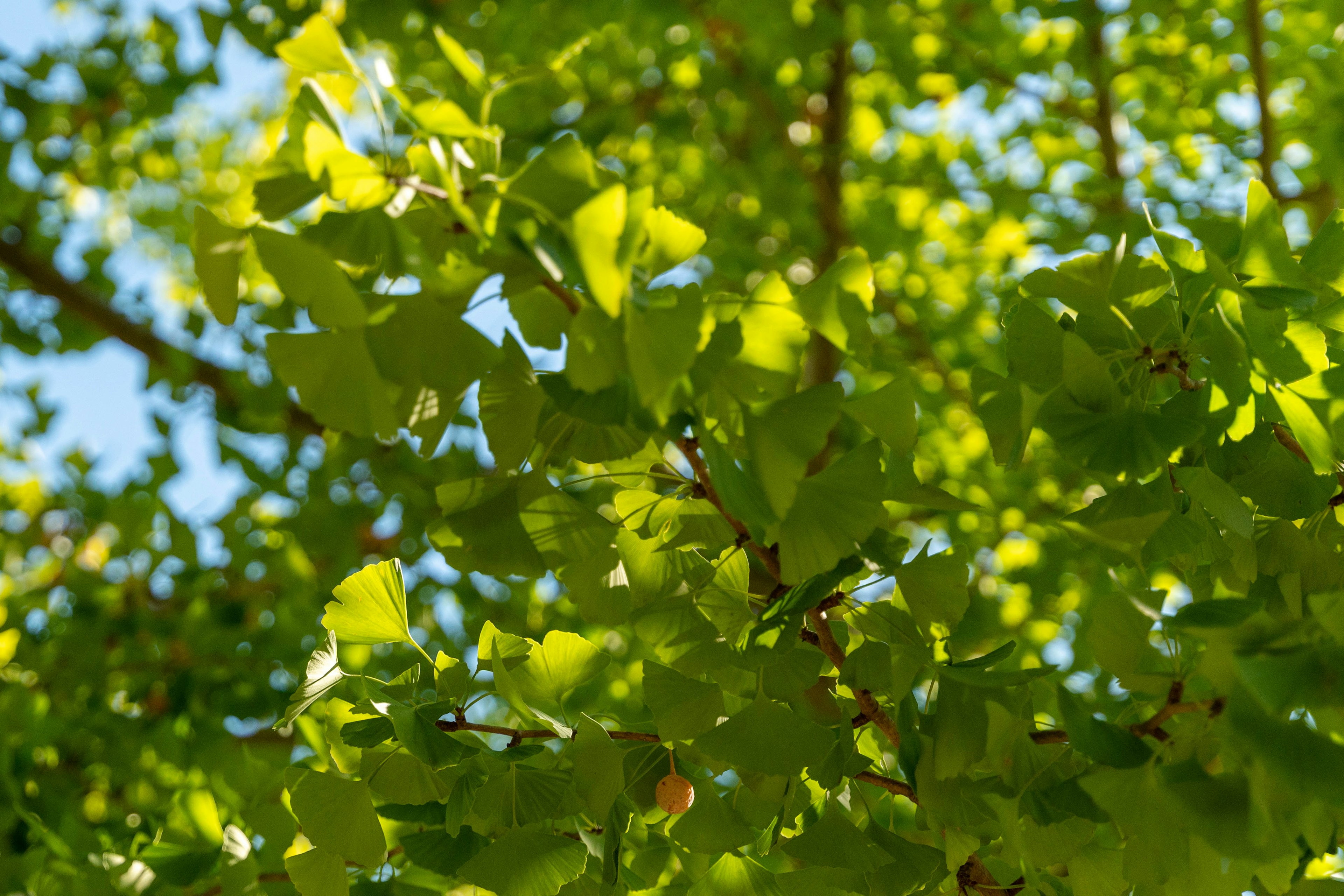 Close-up of lush green leaves on tree branches