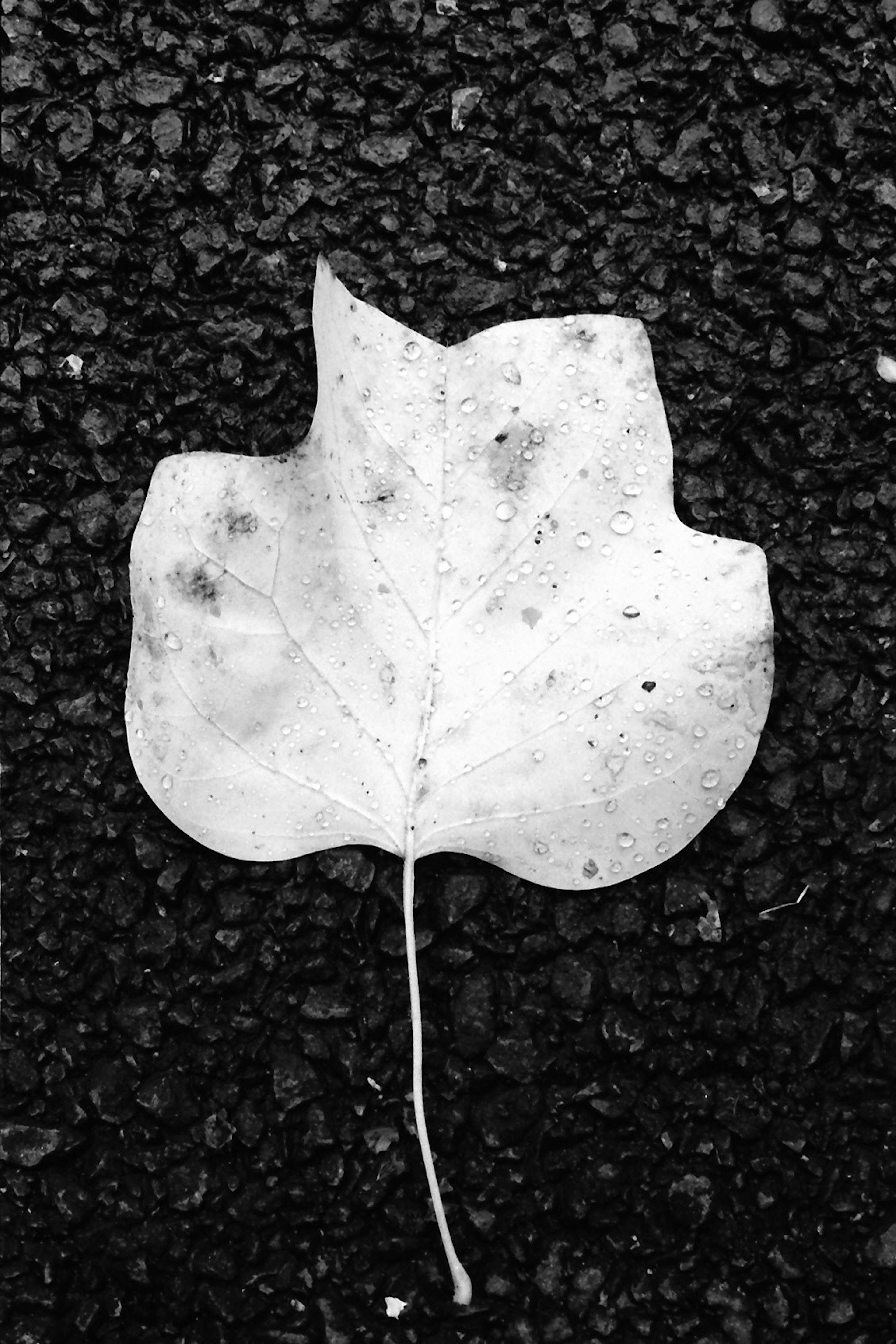 A white leaf resting on a black surface