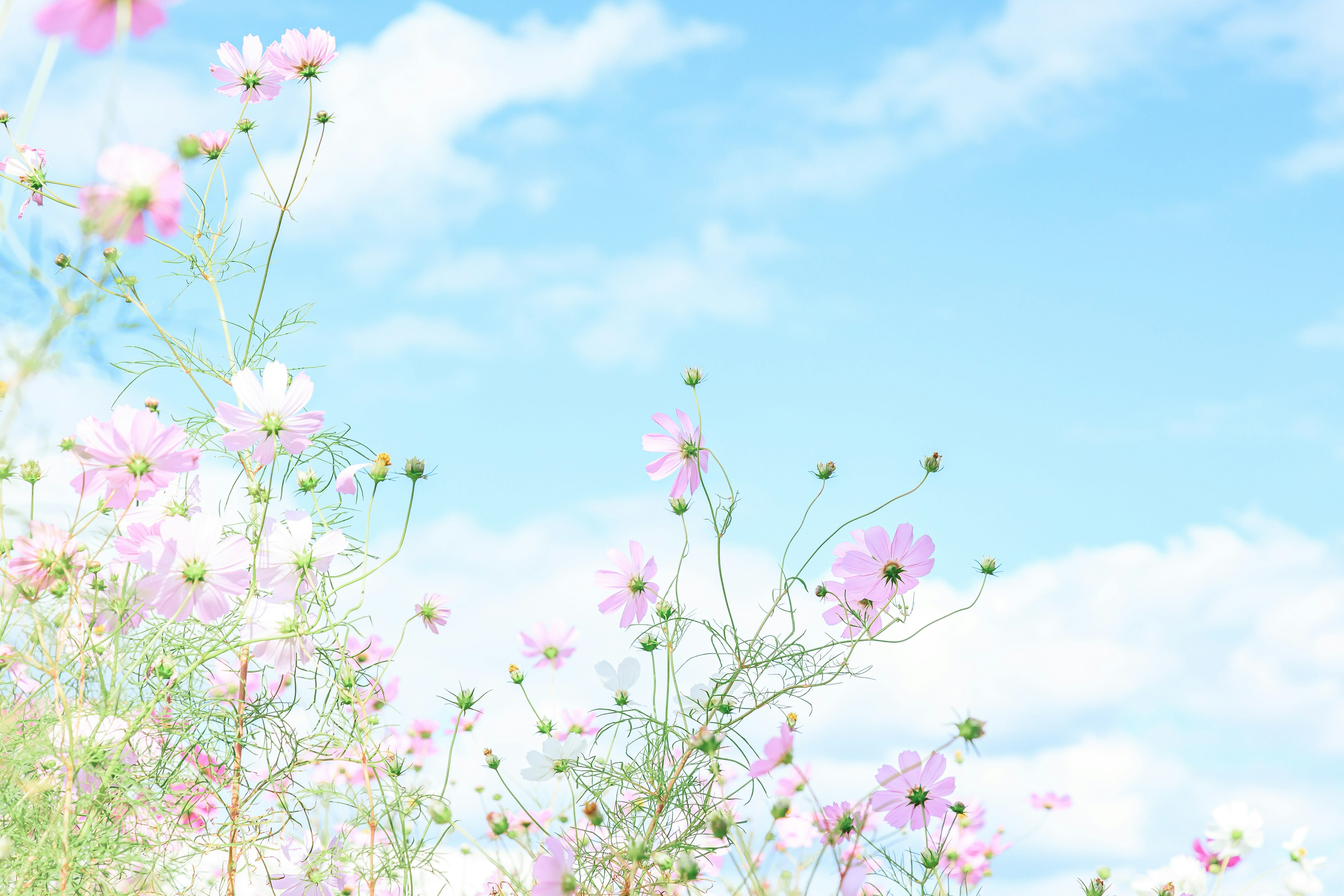 青空の下に咲くコスモスの花々