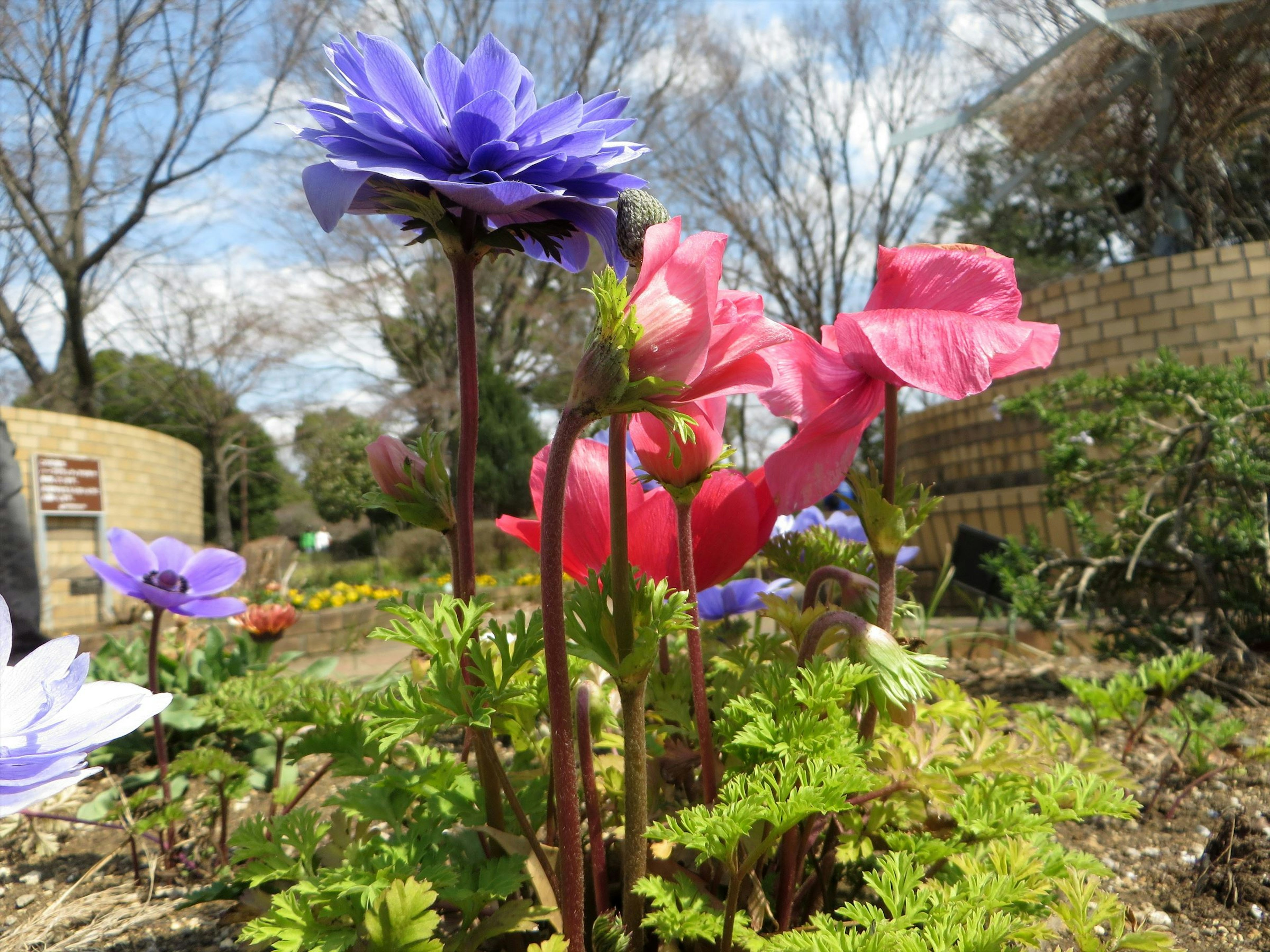 色とりどりの花が咲いている庭の風景