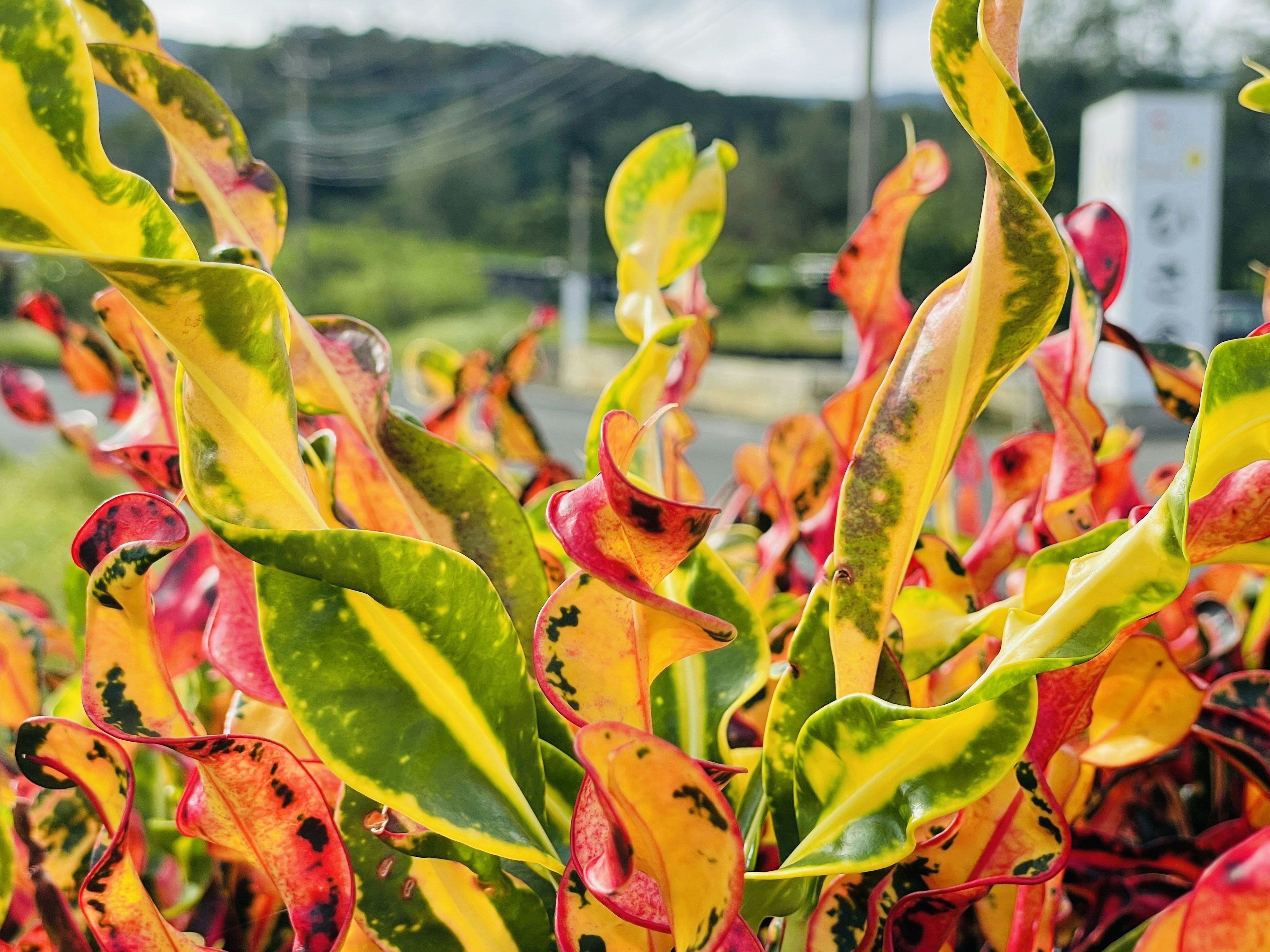 Close-up of colorful leaves with vibrant red and yellow hues