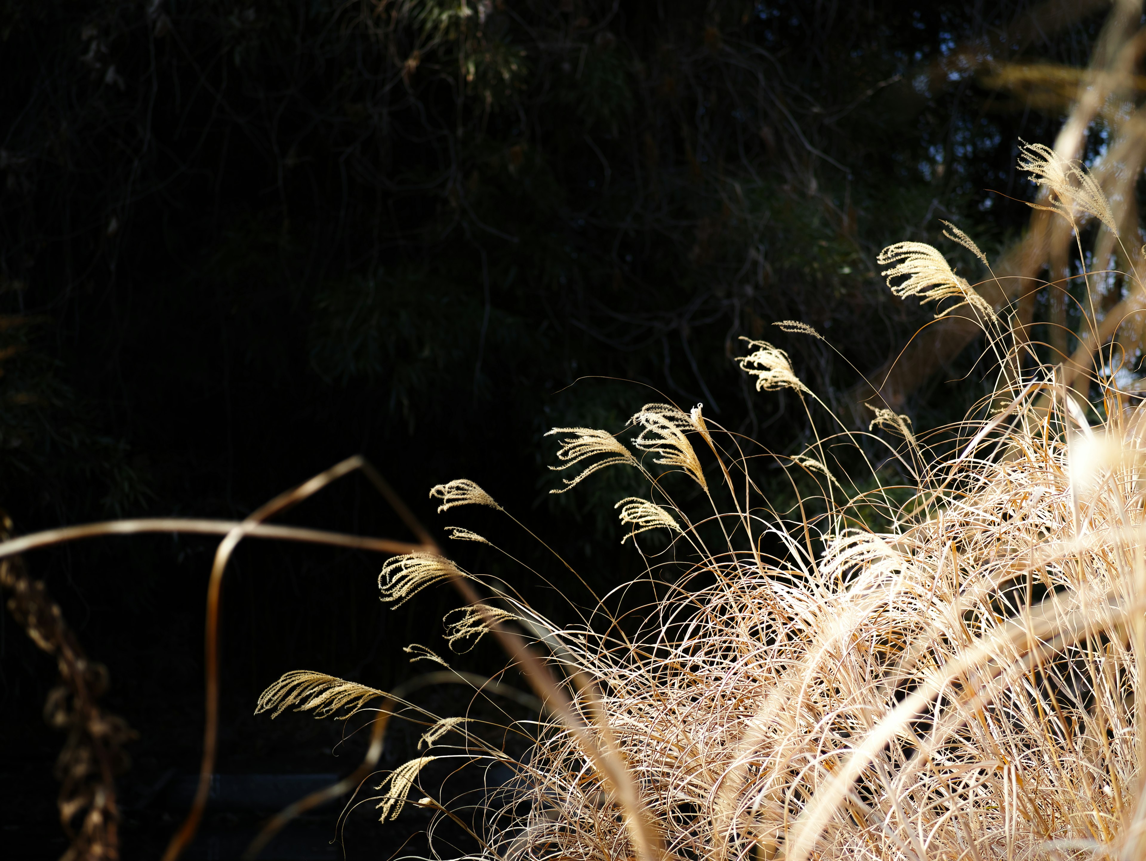 White grasses swaying against a dark background