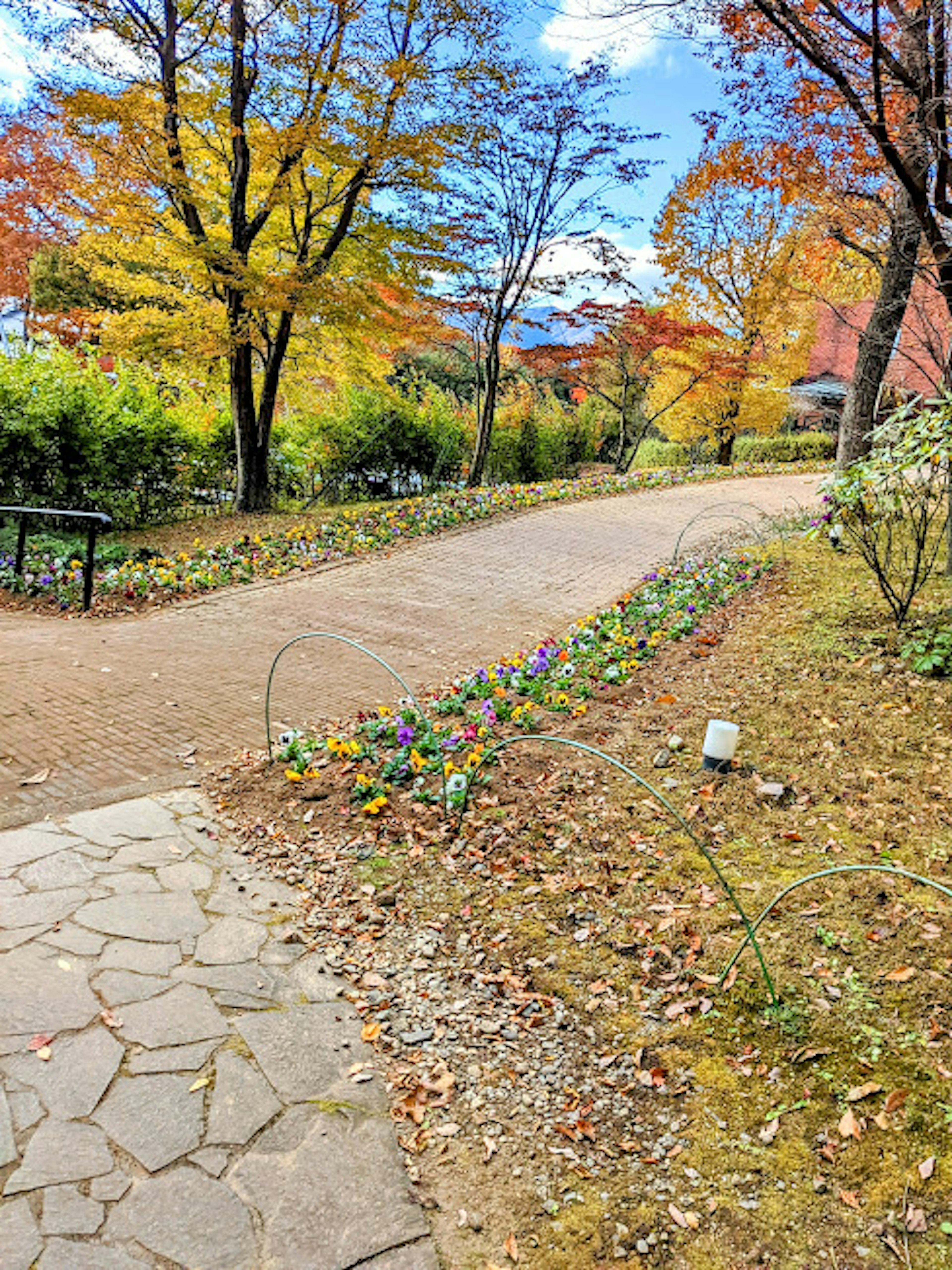 美しい秋の風景に囲まれた小道 色とりどりの葉と花が咲いている