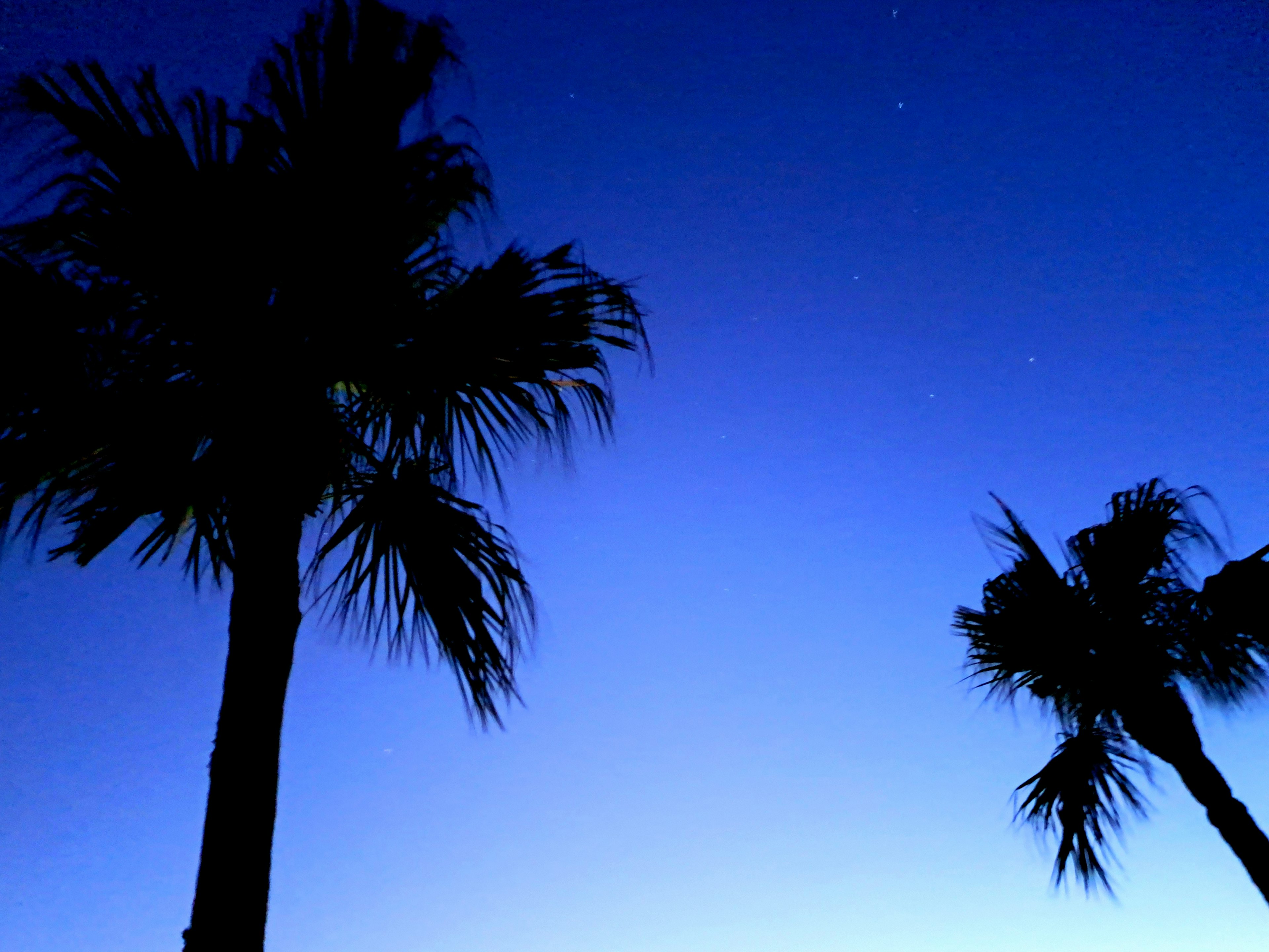 Silhouette von Palmen vor einem blauen Dämmerungshimmel