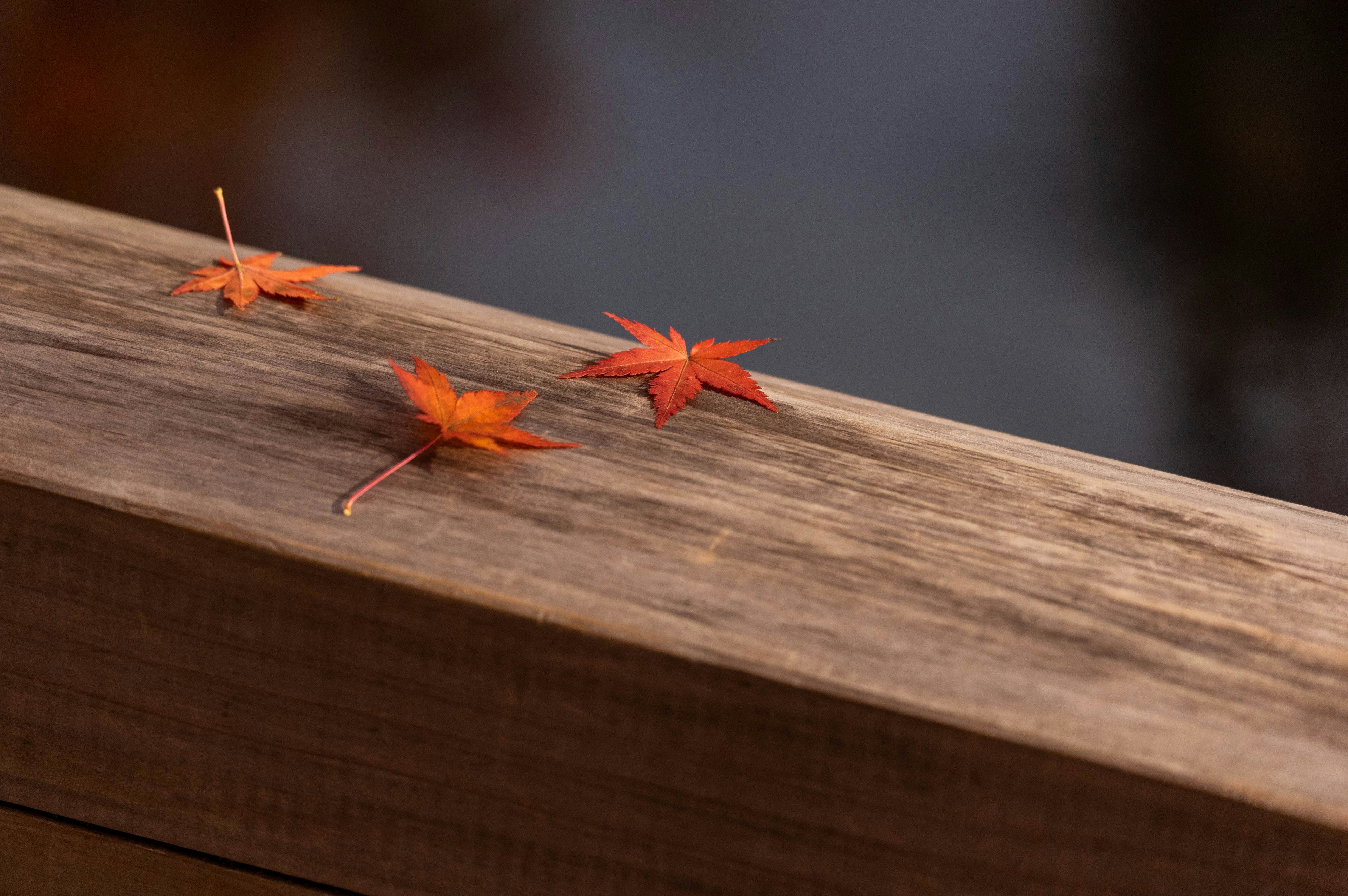 Red maple leaves on a wooden surface