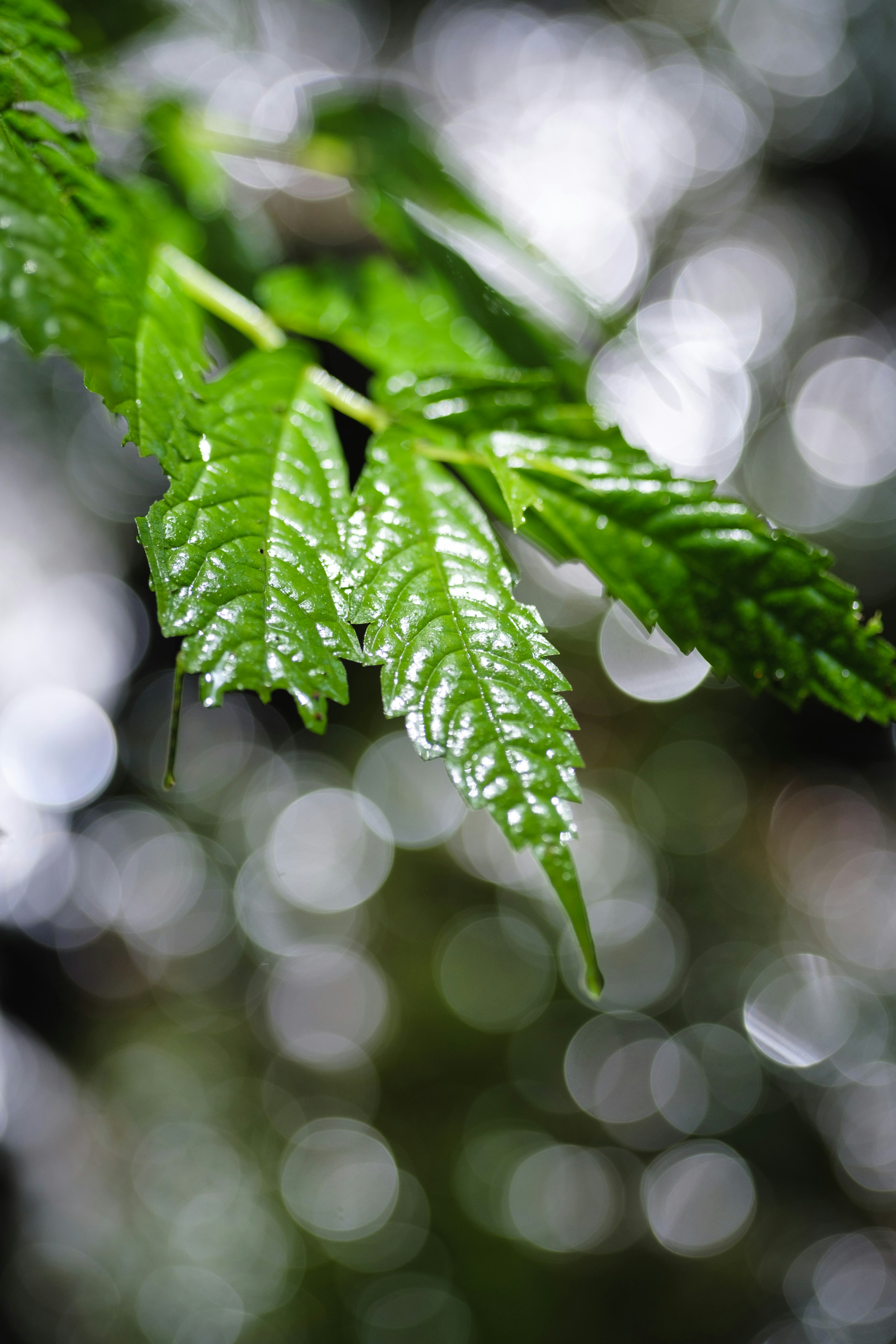 Acercamiento de hojas verdes vibrantes con fondo difuminado