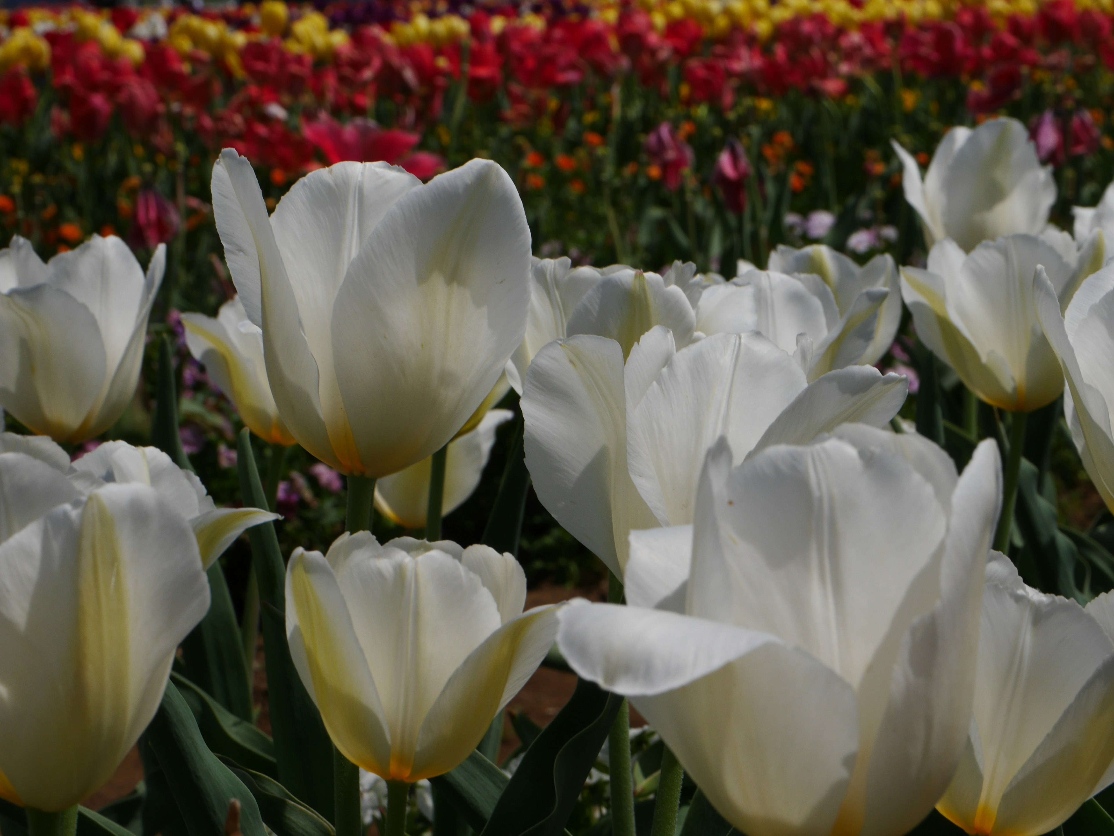 白いチューリップの花が色とりどりの背景に映える